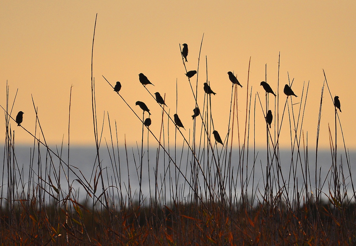 a particular bush ....