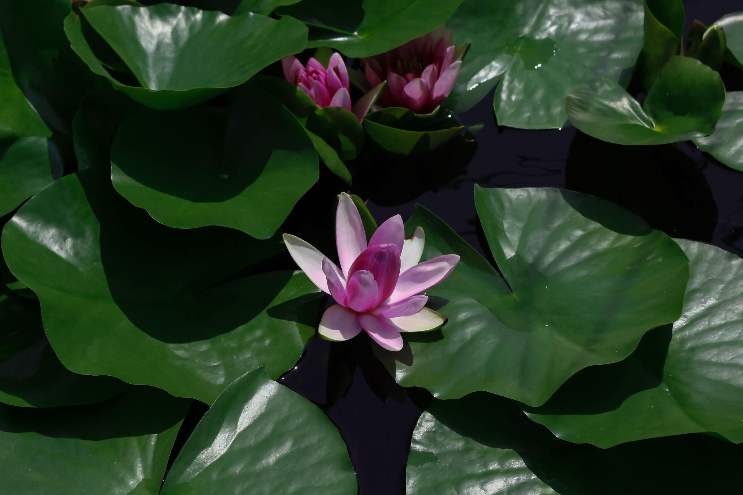 Water lilies