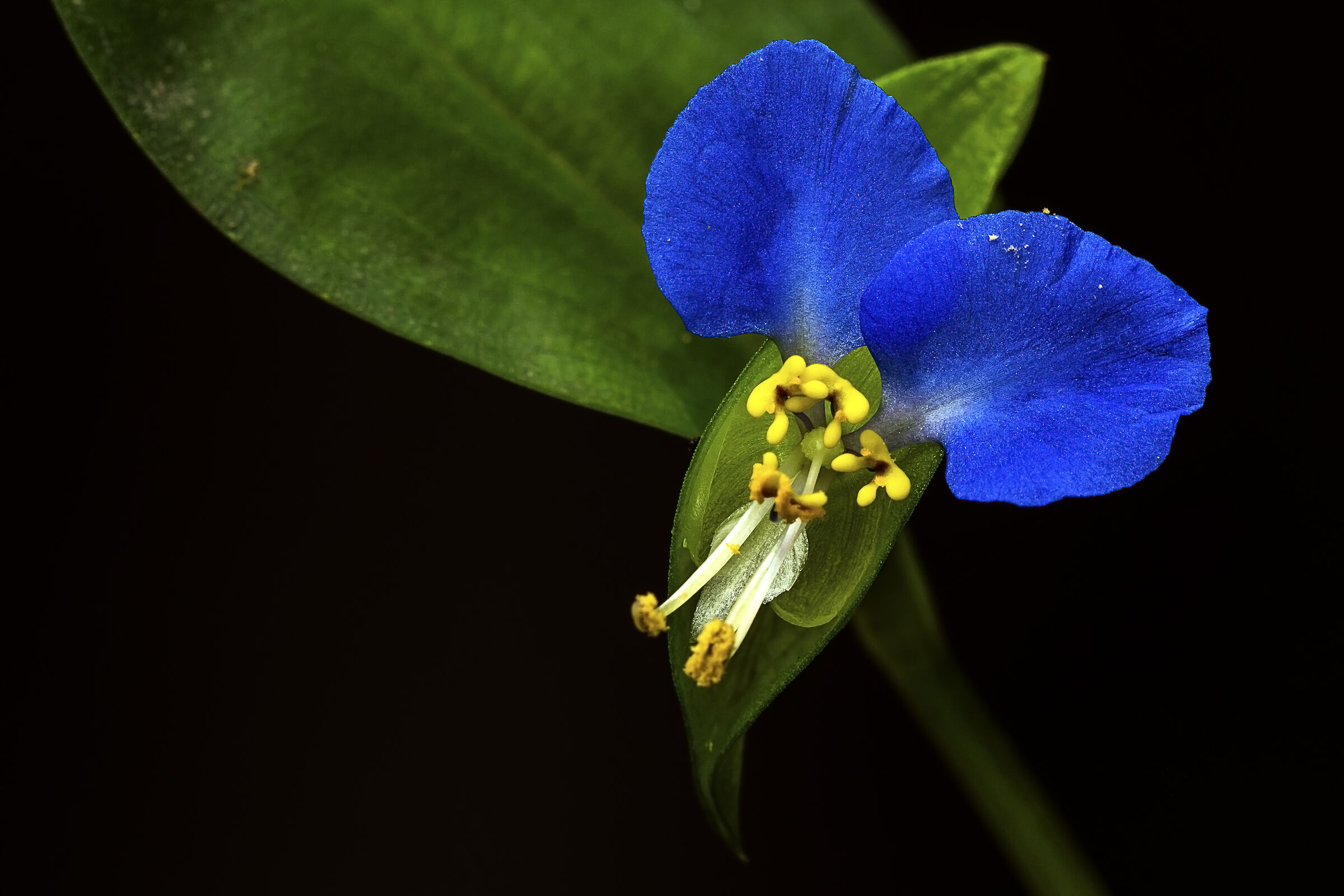 Commelina communis