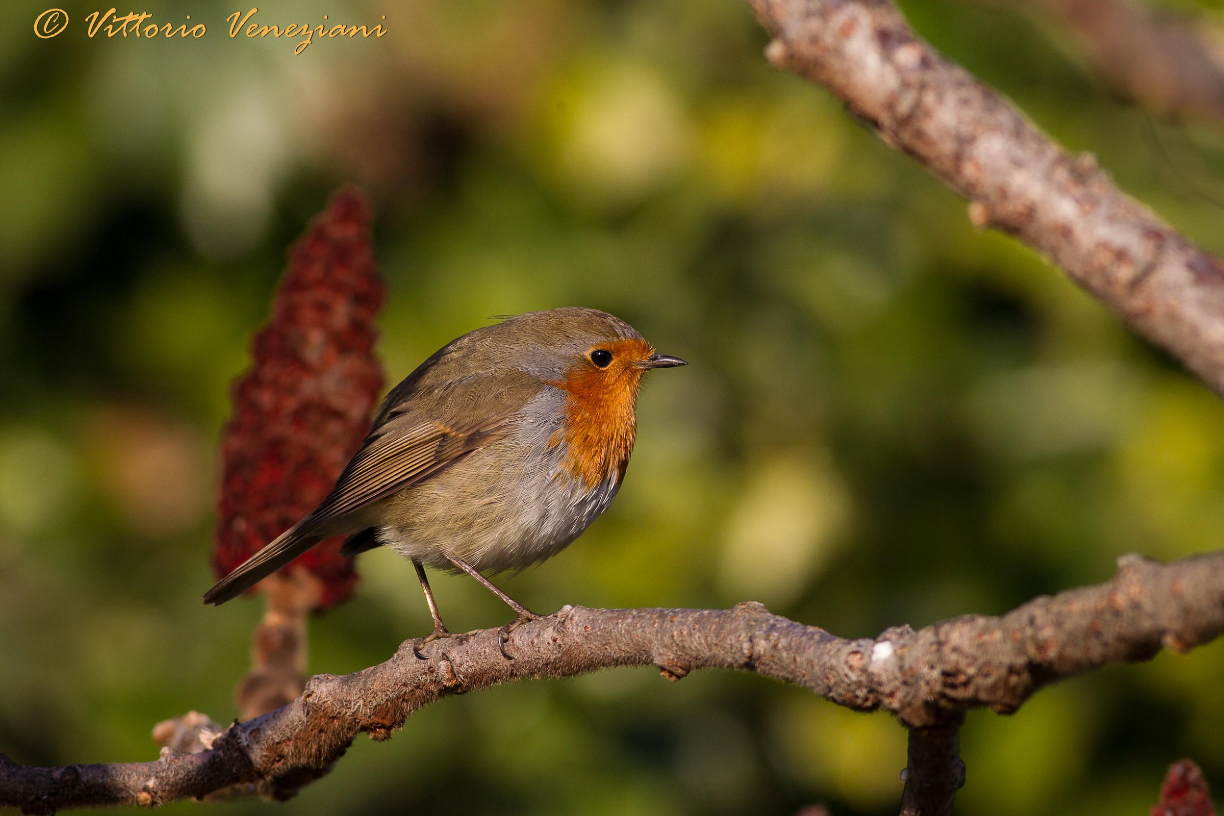 ....mangiato il panettone..