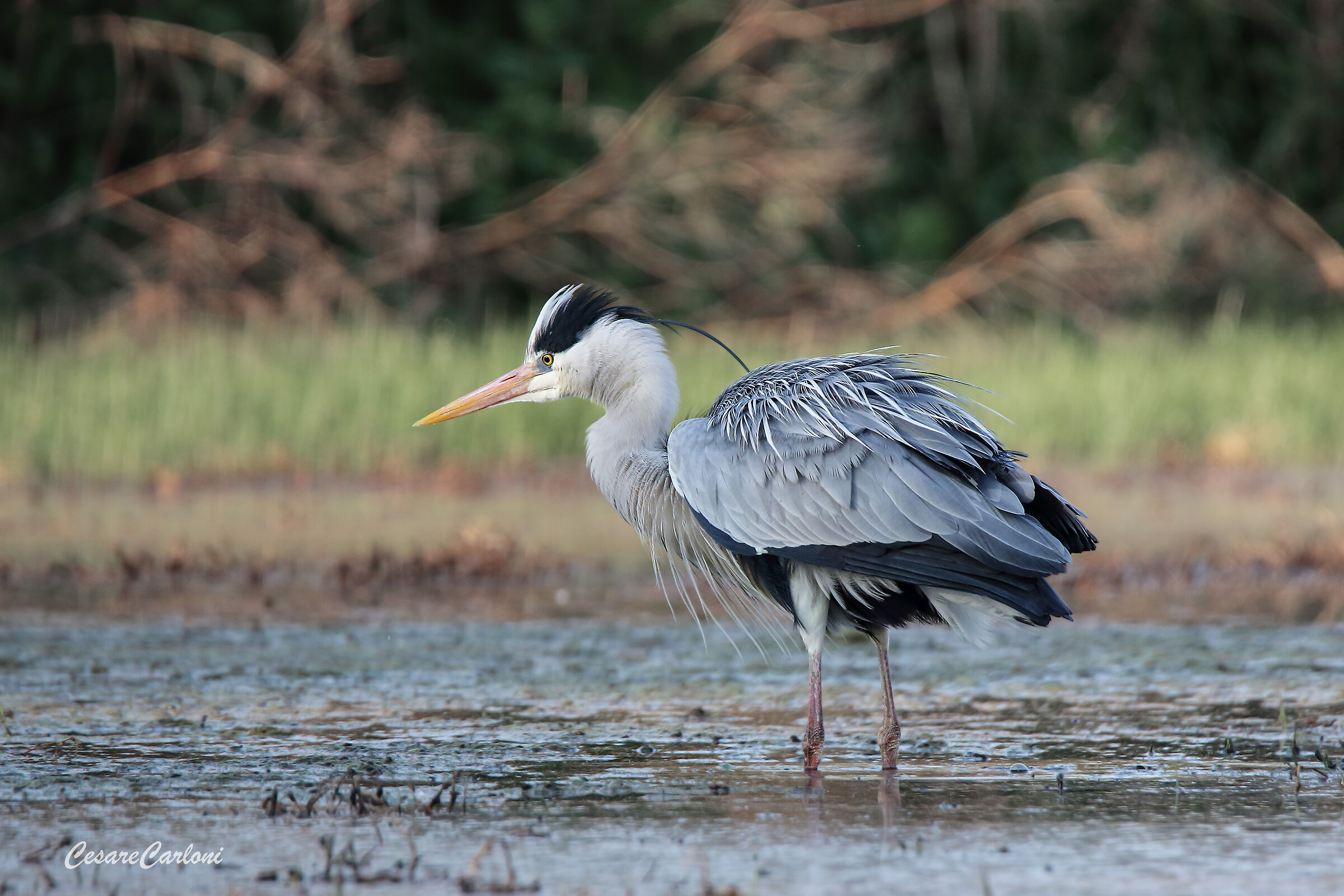 Airone cenerino (ardea cinerea)