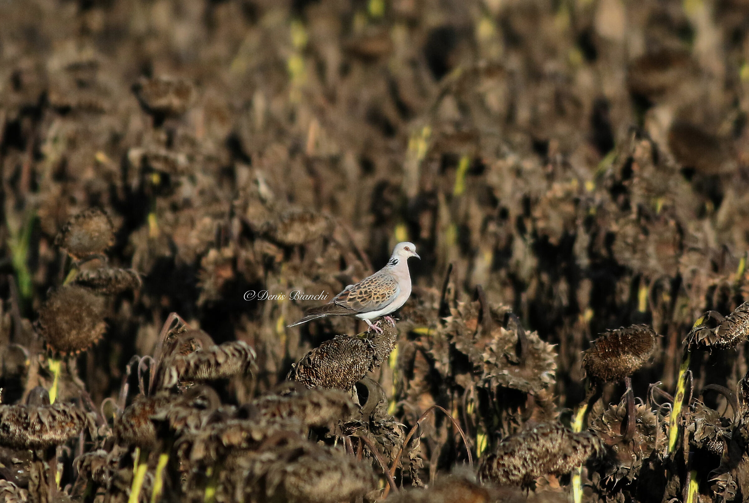 Common Tortora (Streptopelia turtur)