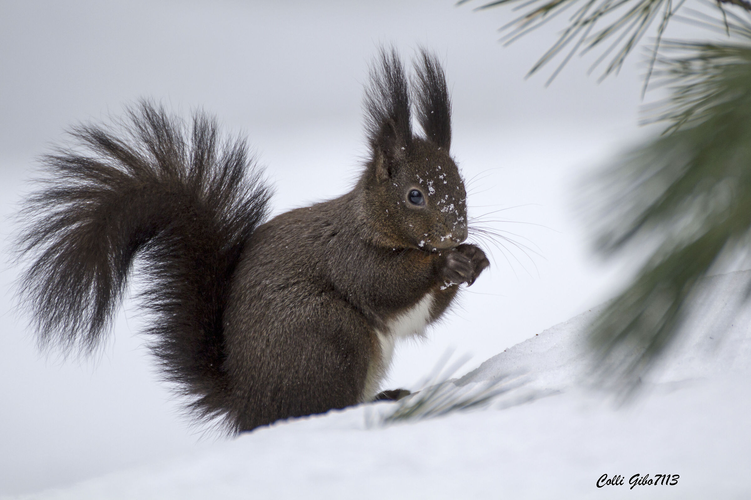 Scoiattolo (val Roseg)