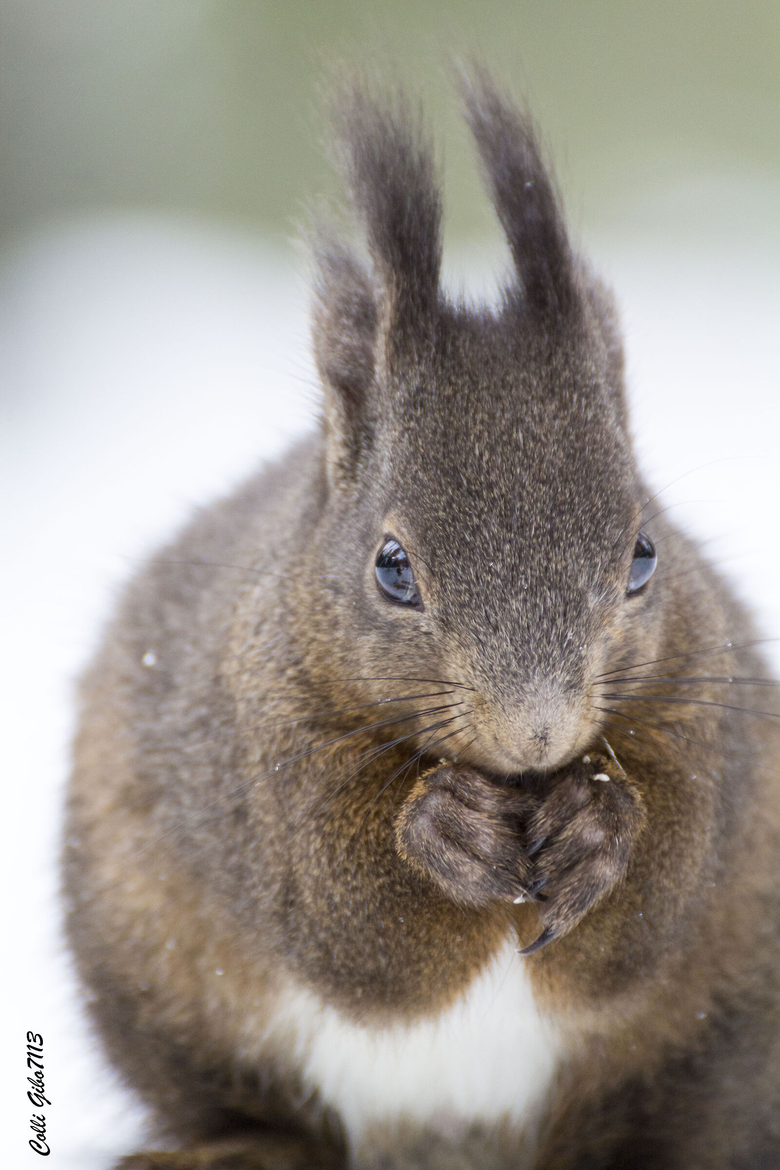 Scoiattolo (val Roseg)