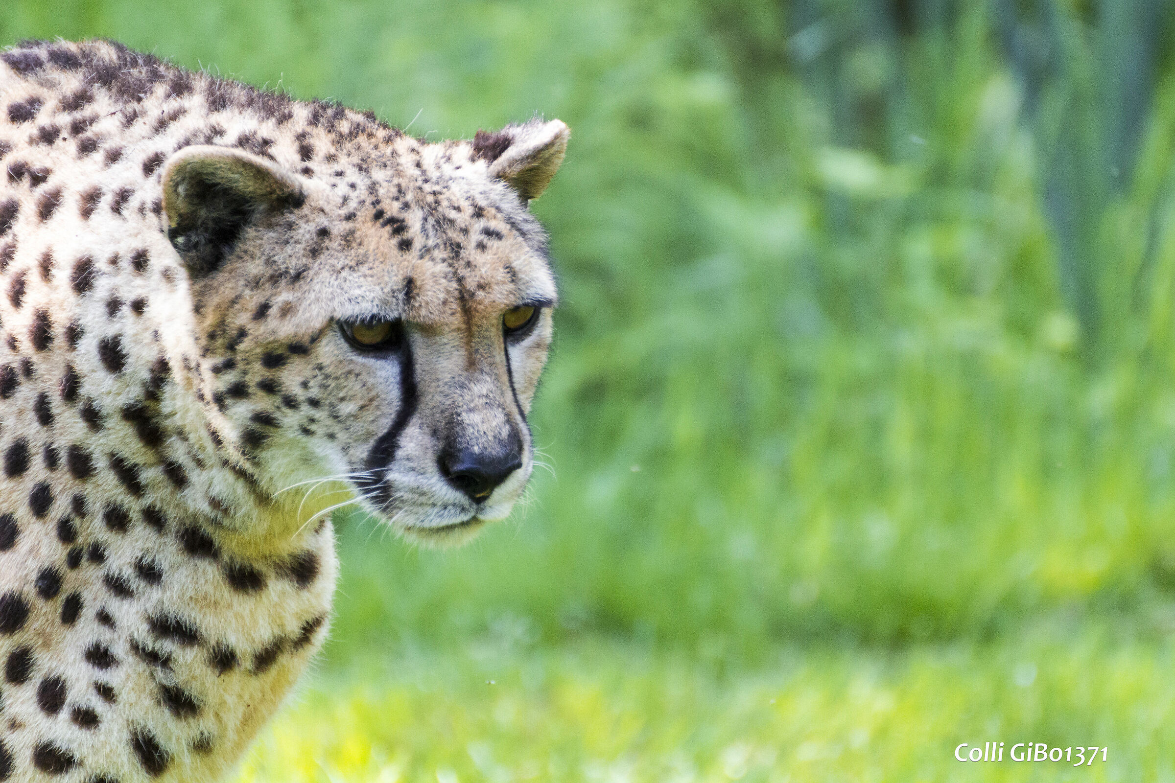 Ghepardo (oasi La Torbiera)