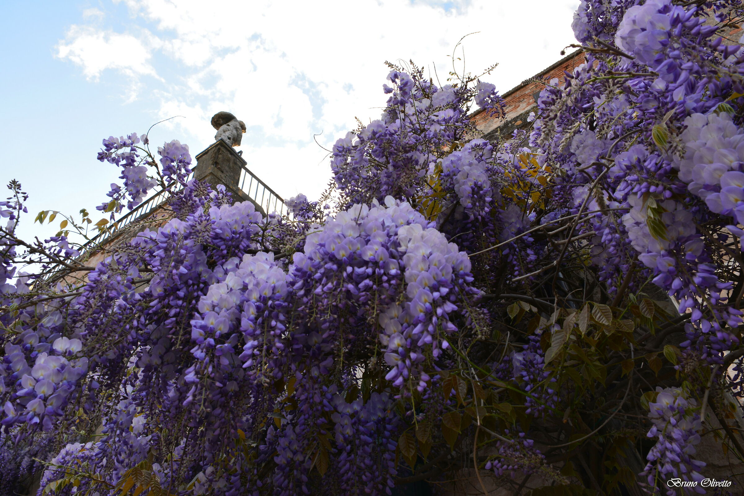Wisteria