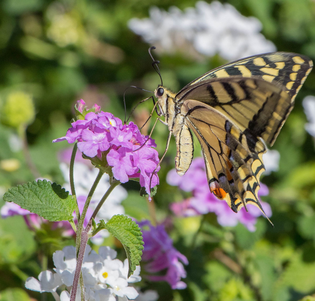 Swallowtail