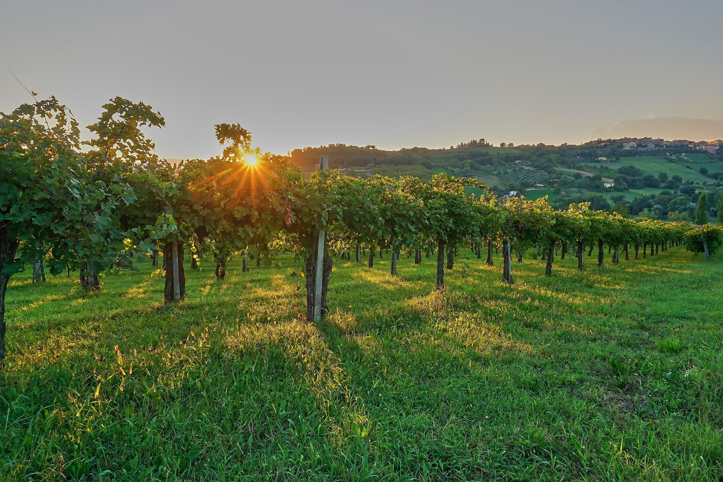 Un augurio di buona vendemmia per domani