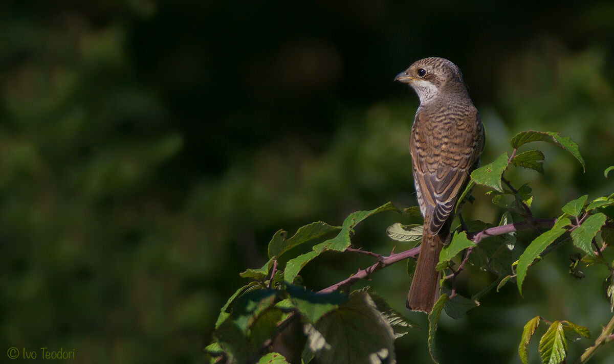 Having it small (female)