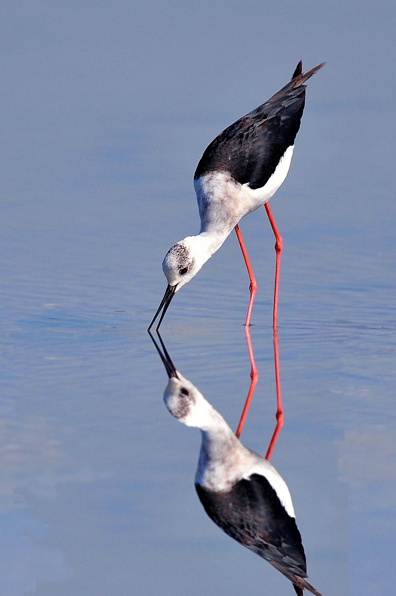 knight in the mirror