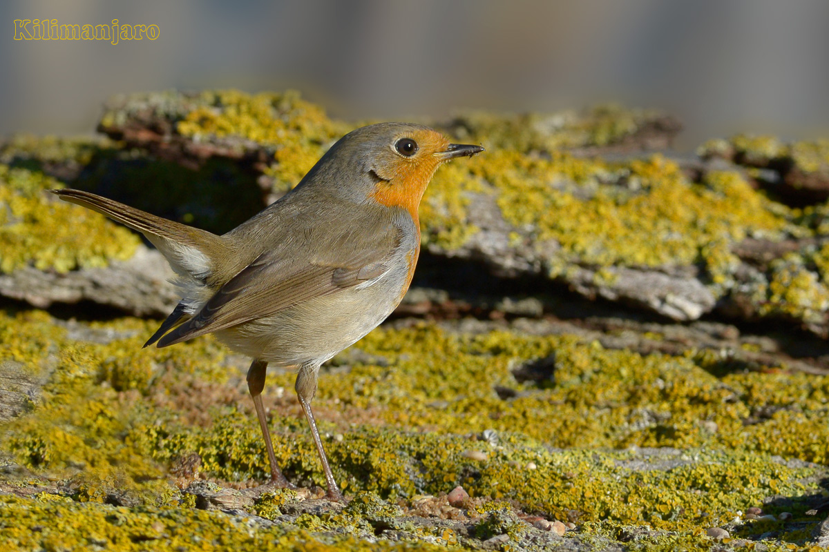 Pettirosso guardingo