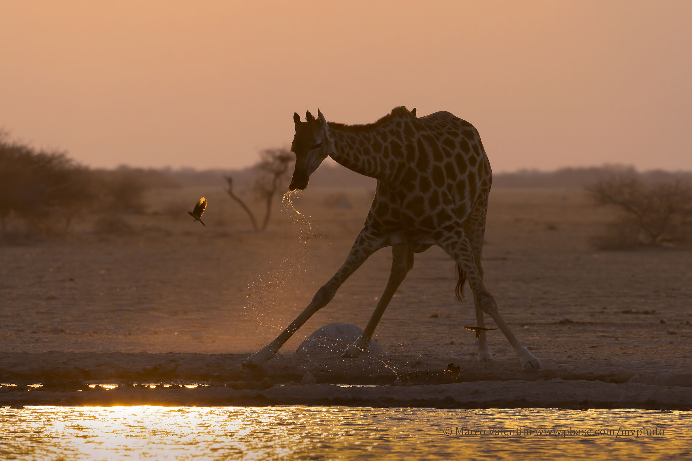 The Sunset of the Giraffe