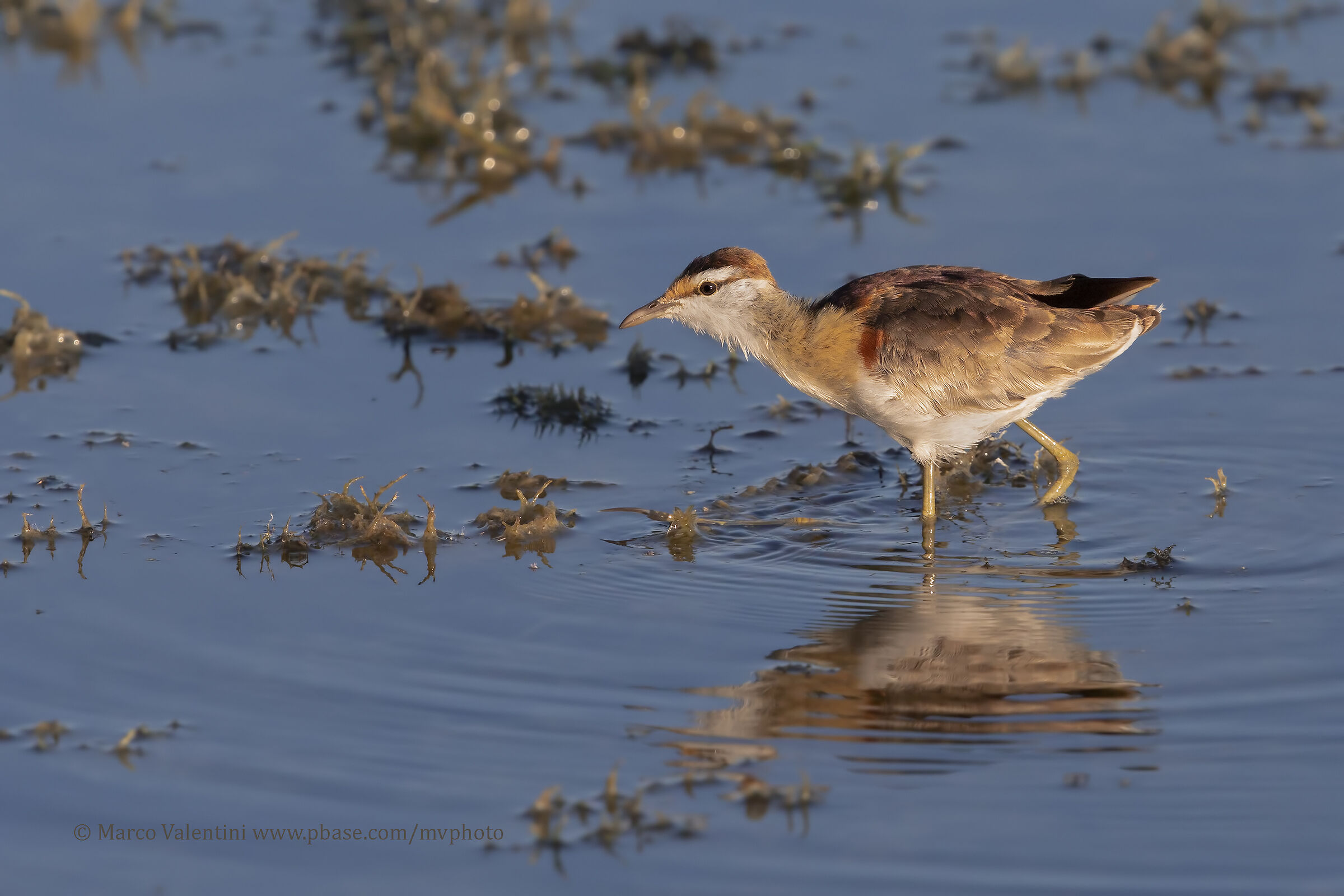 Lesser Jacana