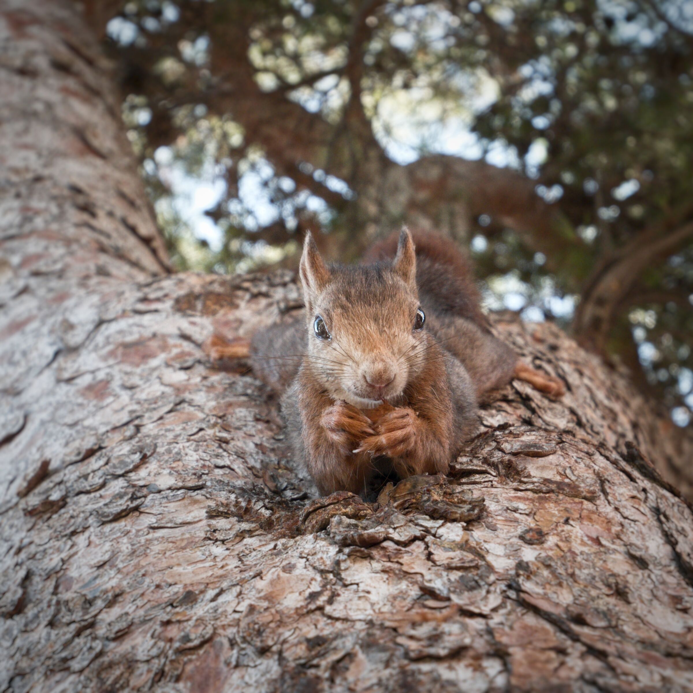 Mr. Burns (excellent)