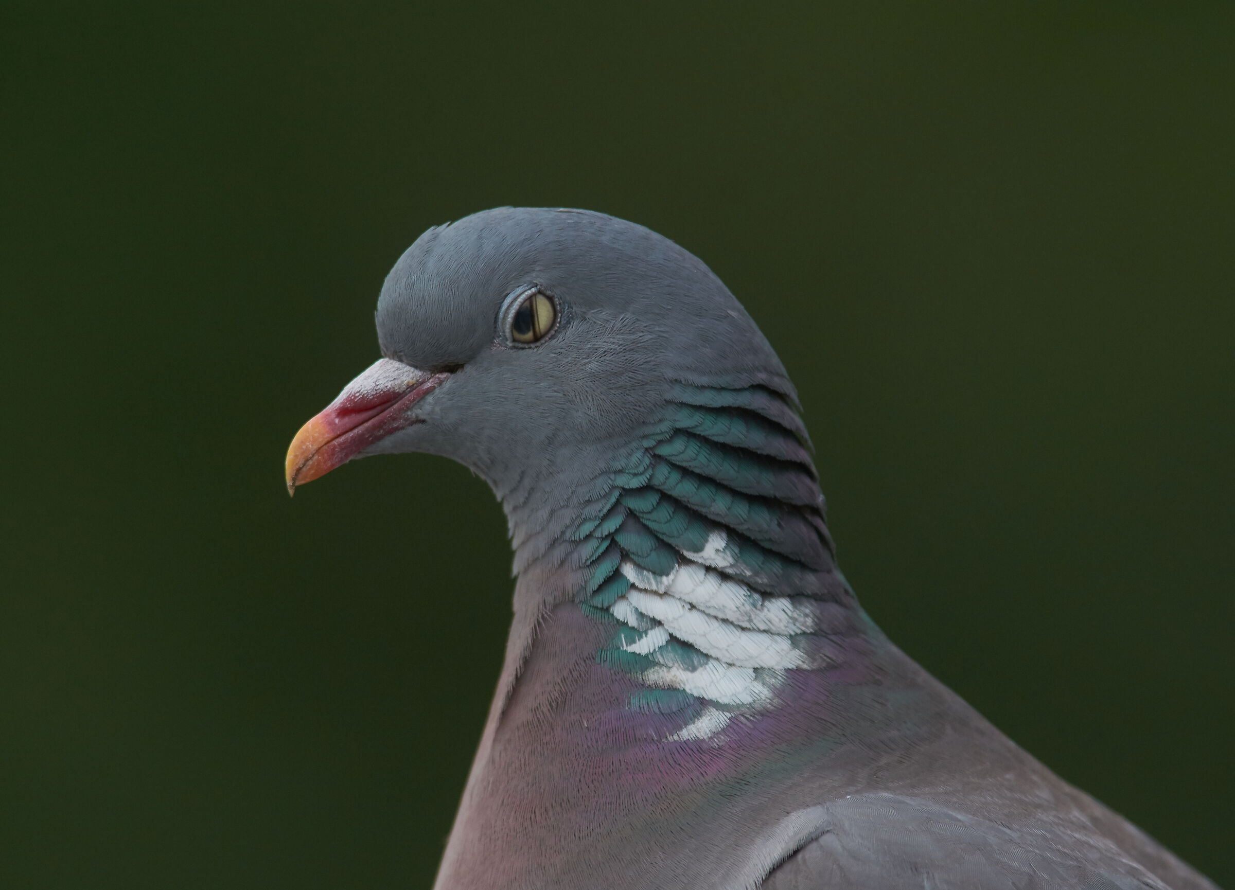 Woodpidgeon relax-mode