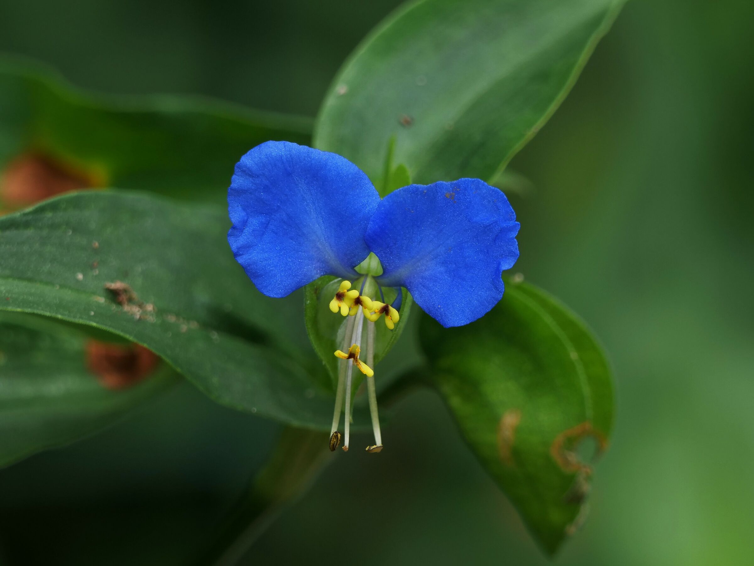Asian poverty grass (Commelina communis)