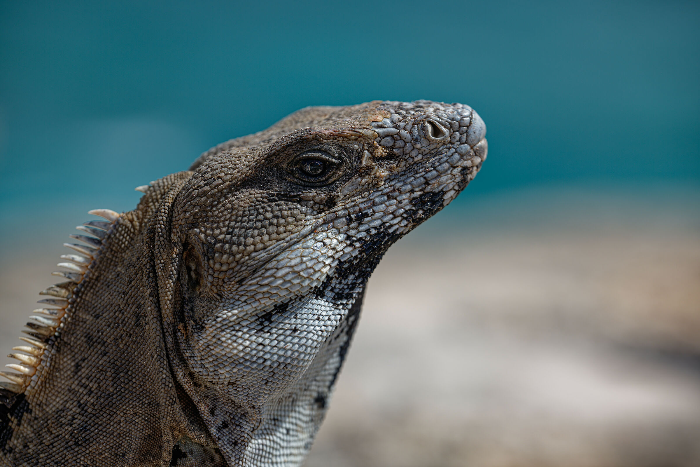 L'occhio dorato del drago