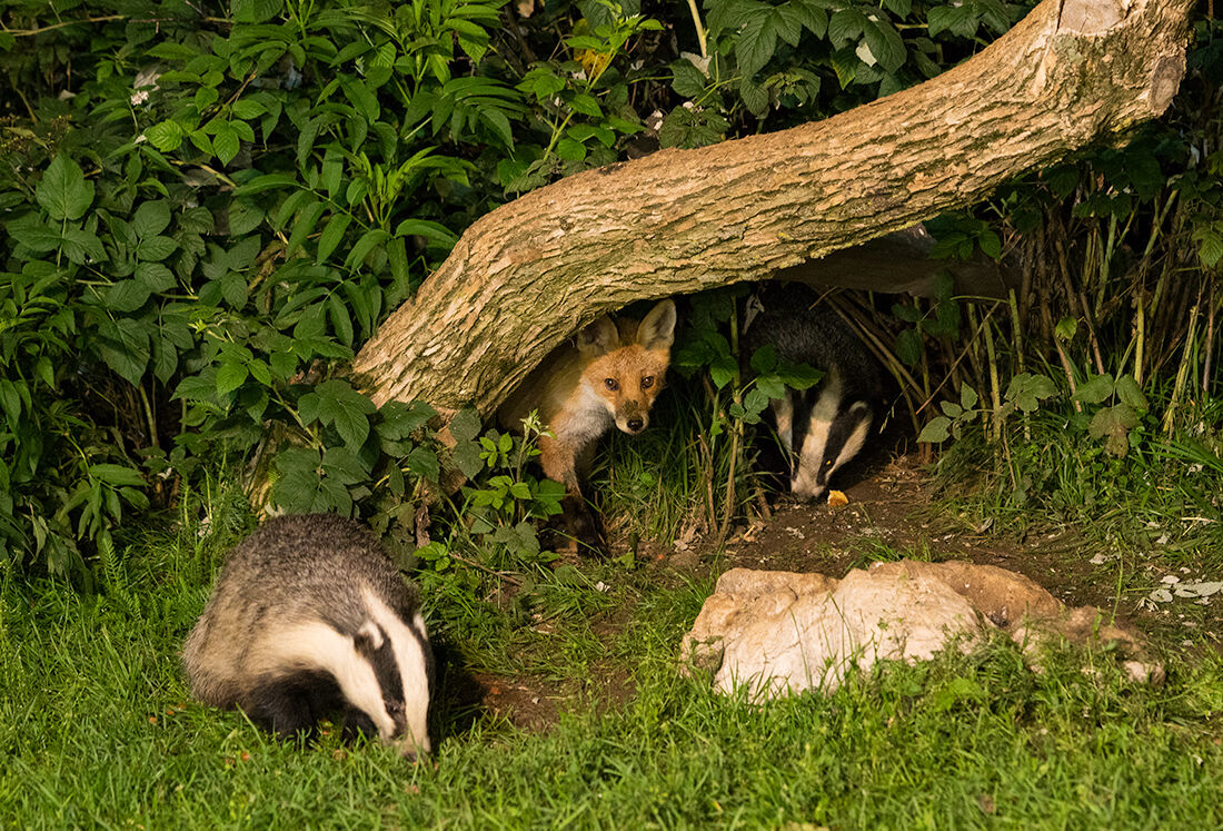 fox in the badger's den