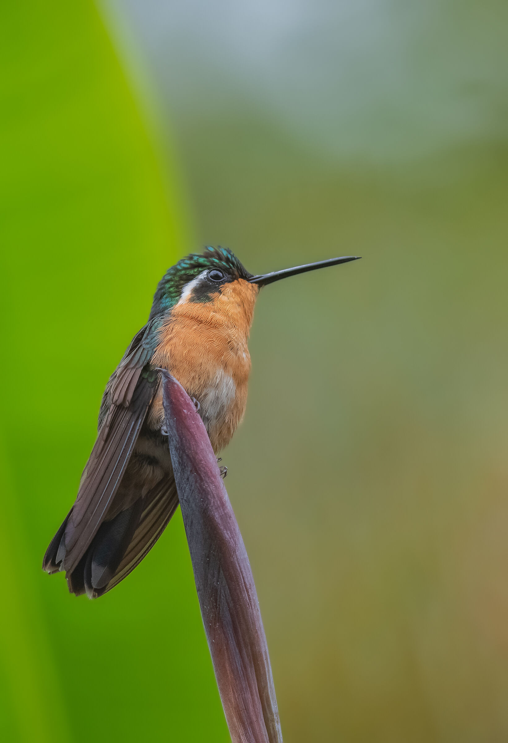 Lampornis castaneoventris