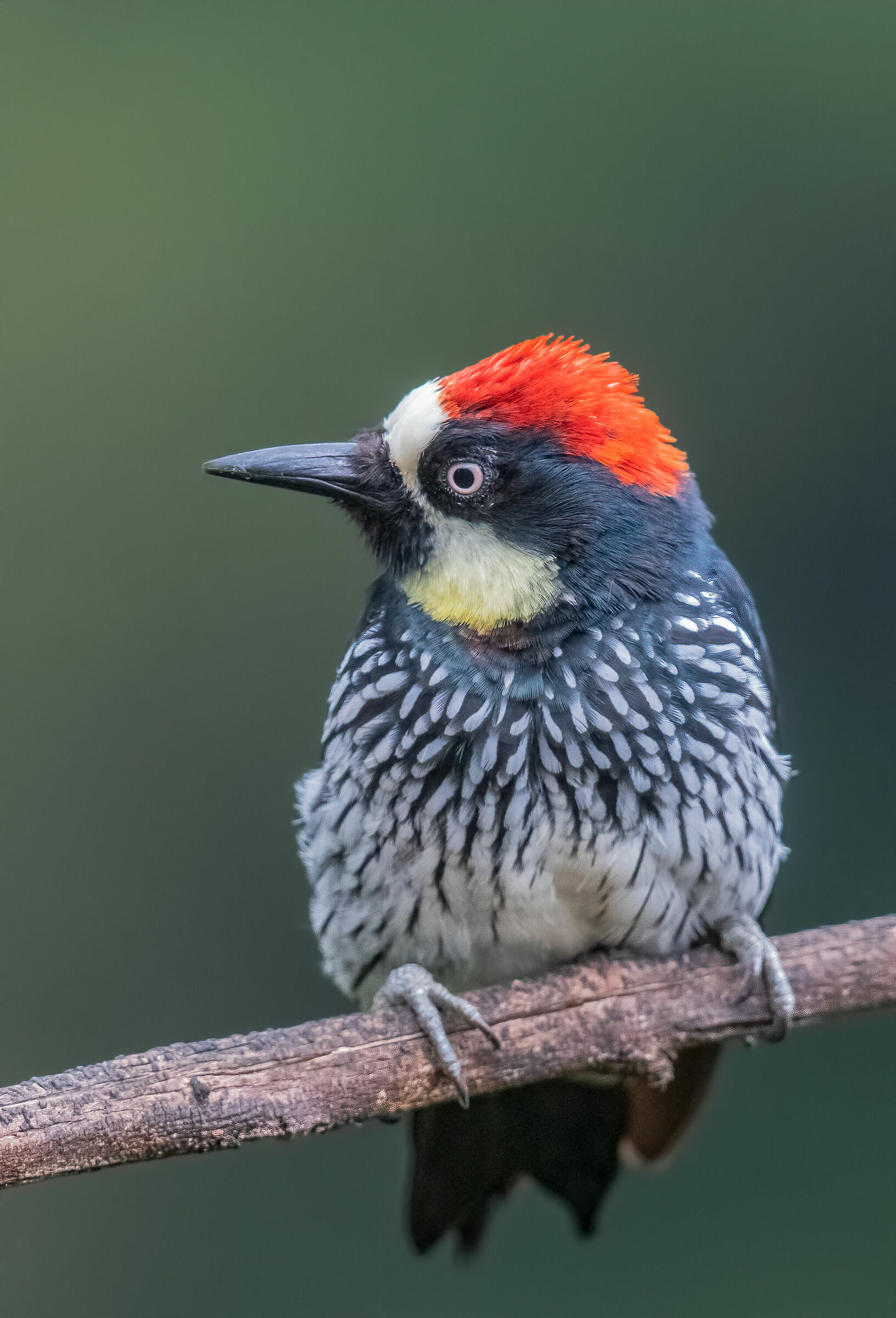 picchio Melanerpes formicivorus