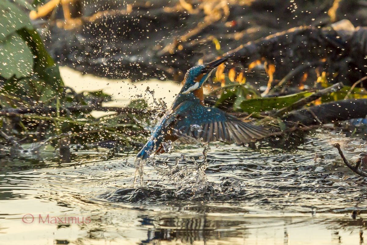 ... the king fisher...