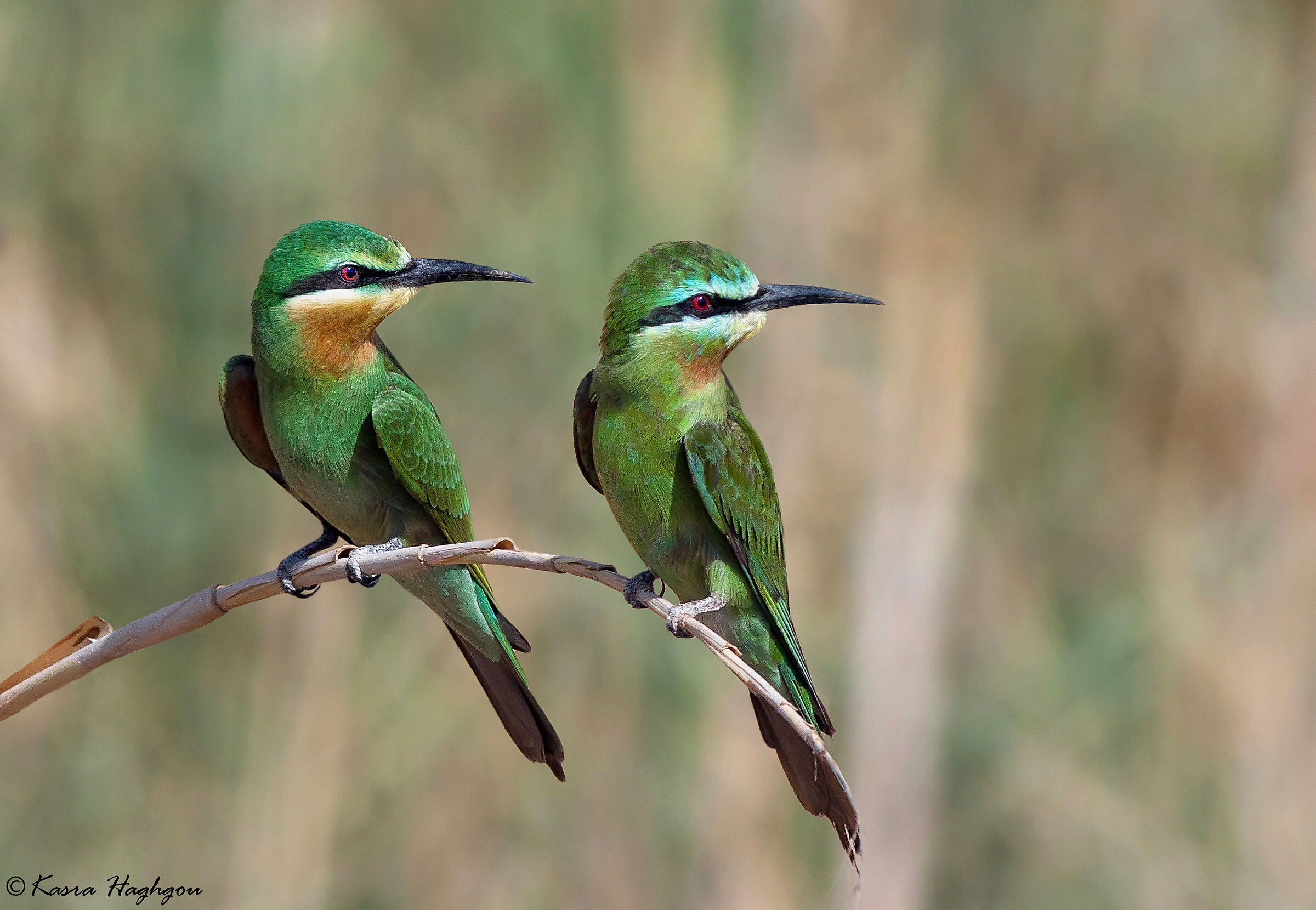 Blue-cheeked bee-eater