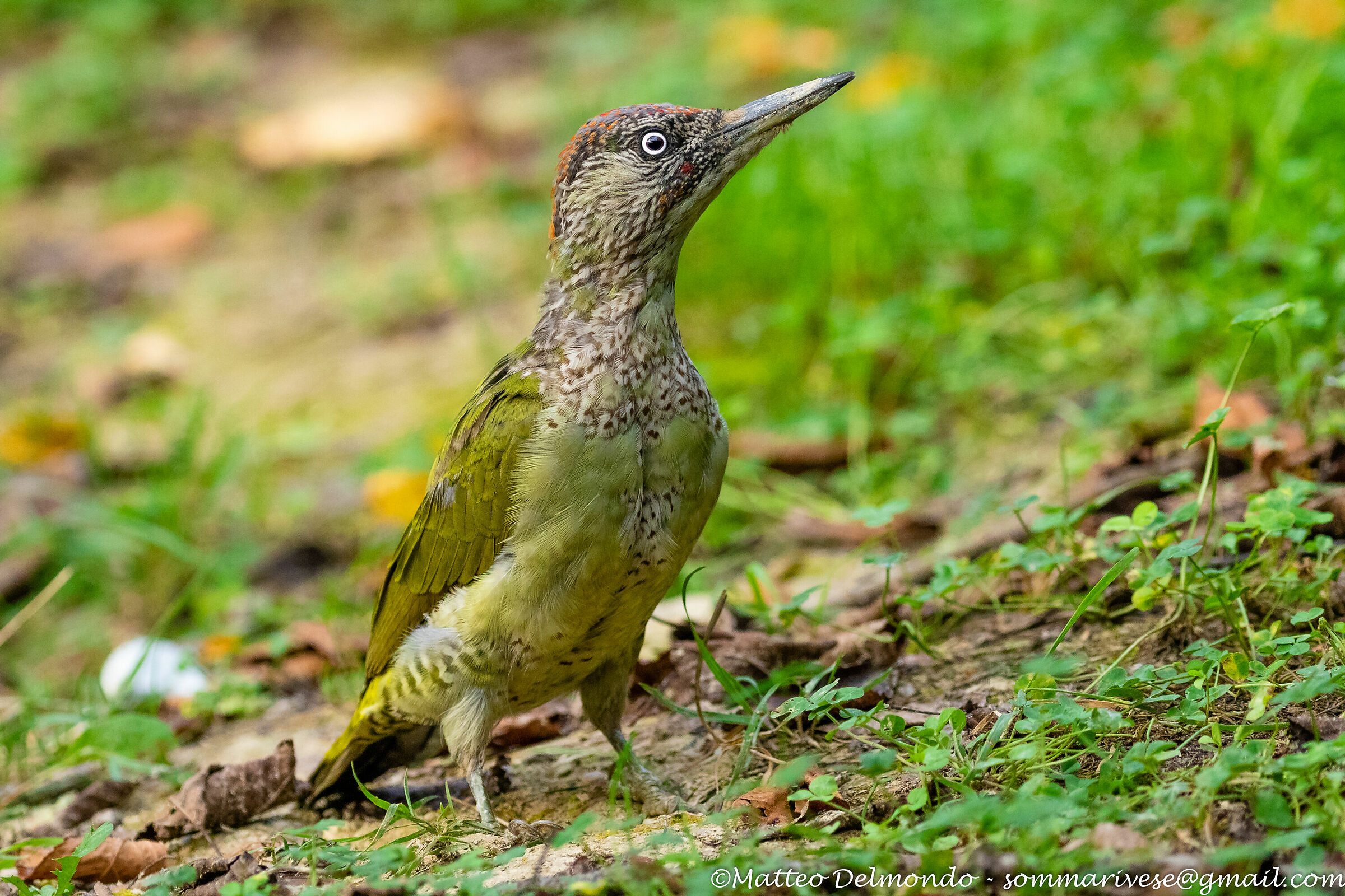 Picchio verde giovane