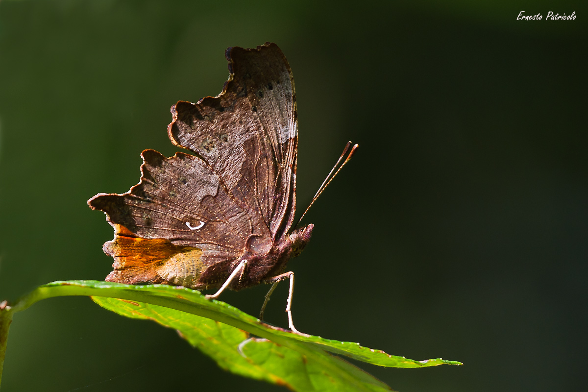 Vanessa c bianco - Polygonia c-album
