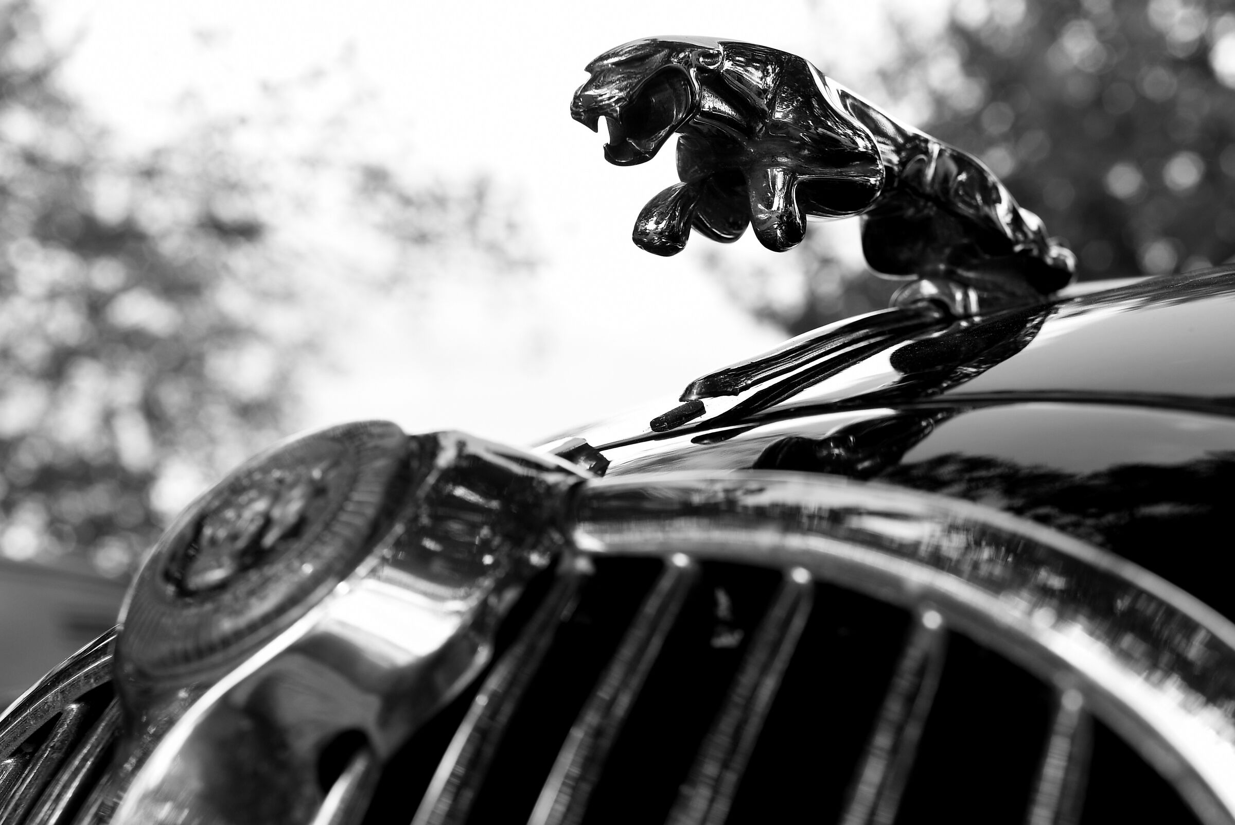 Rock'n Road 2019 - Jaguar