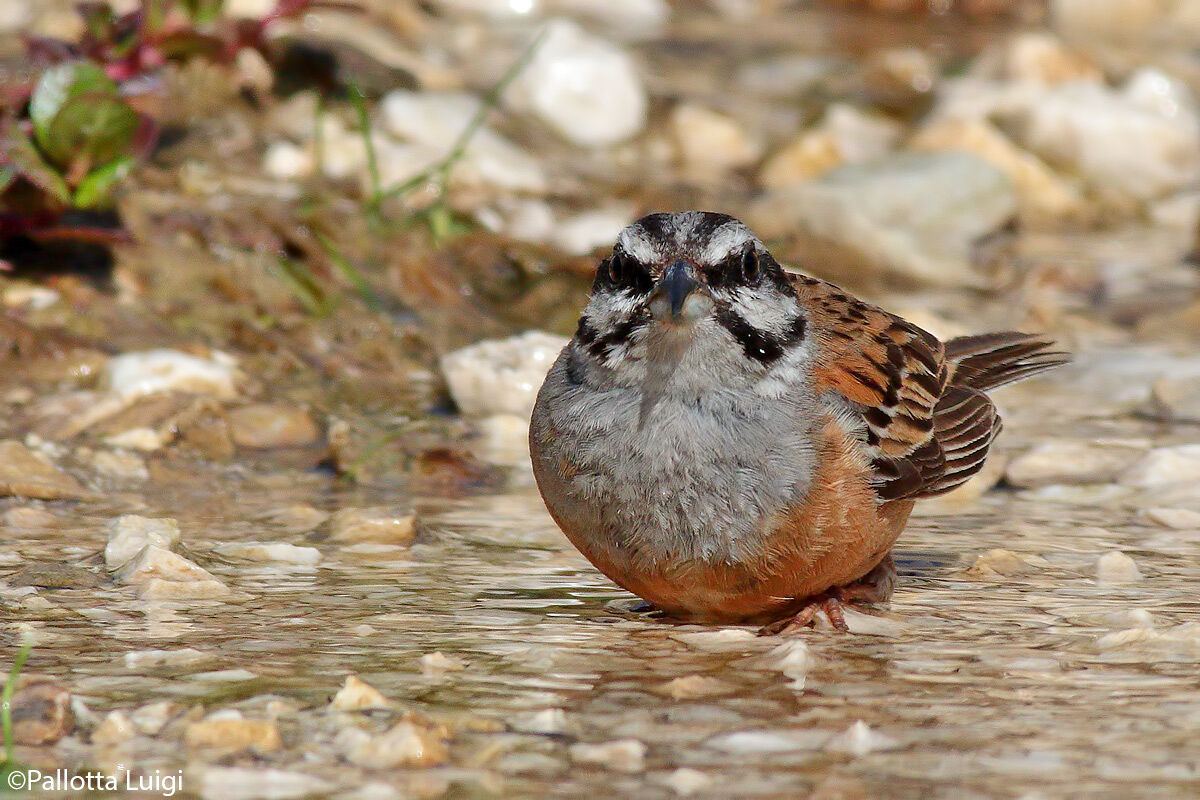 Zigolo muciatto (Emberizia cia)