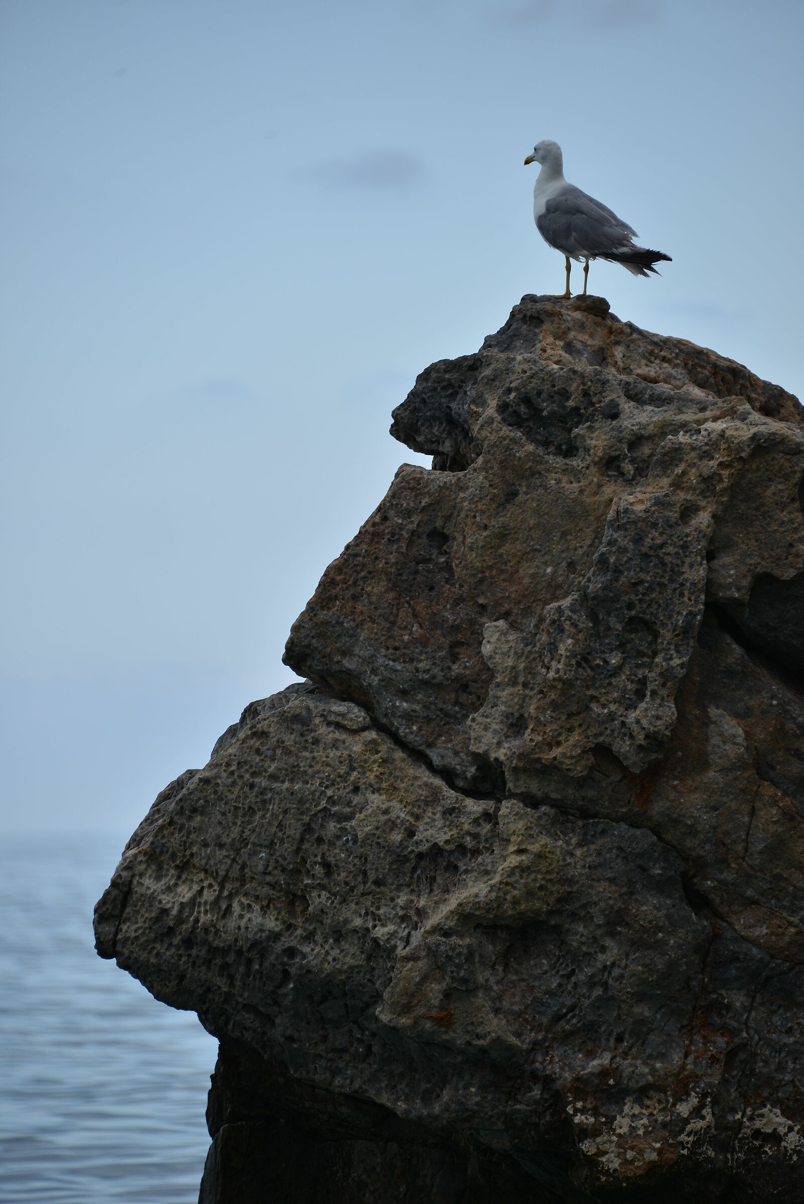 Meditate seagull