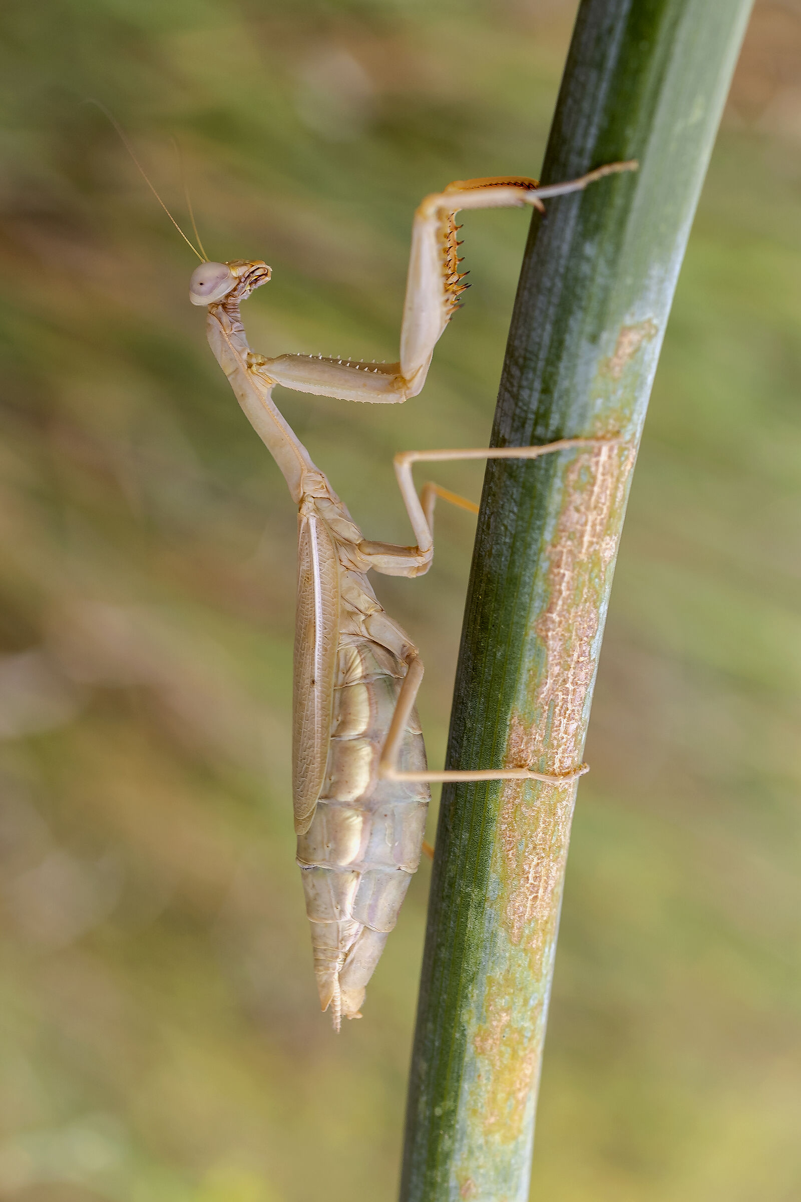 Religious mantis.