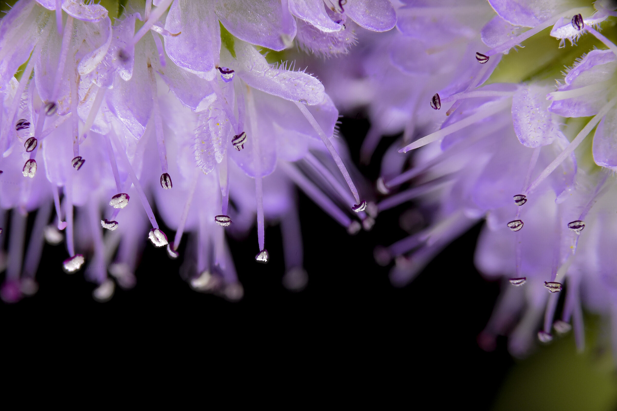 Infiorescenza di menta d'acqua