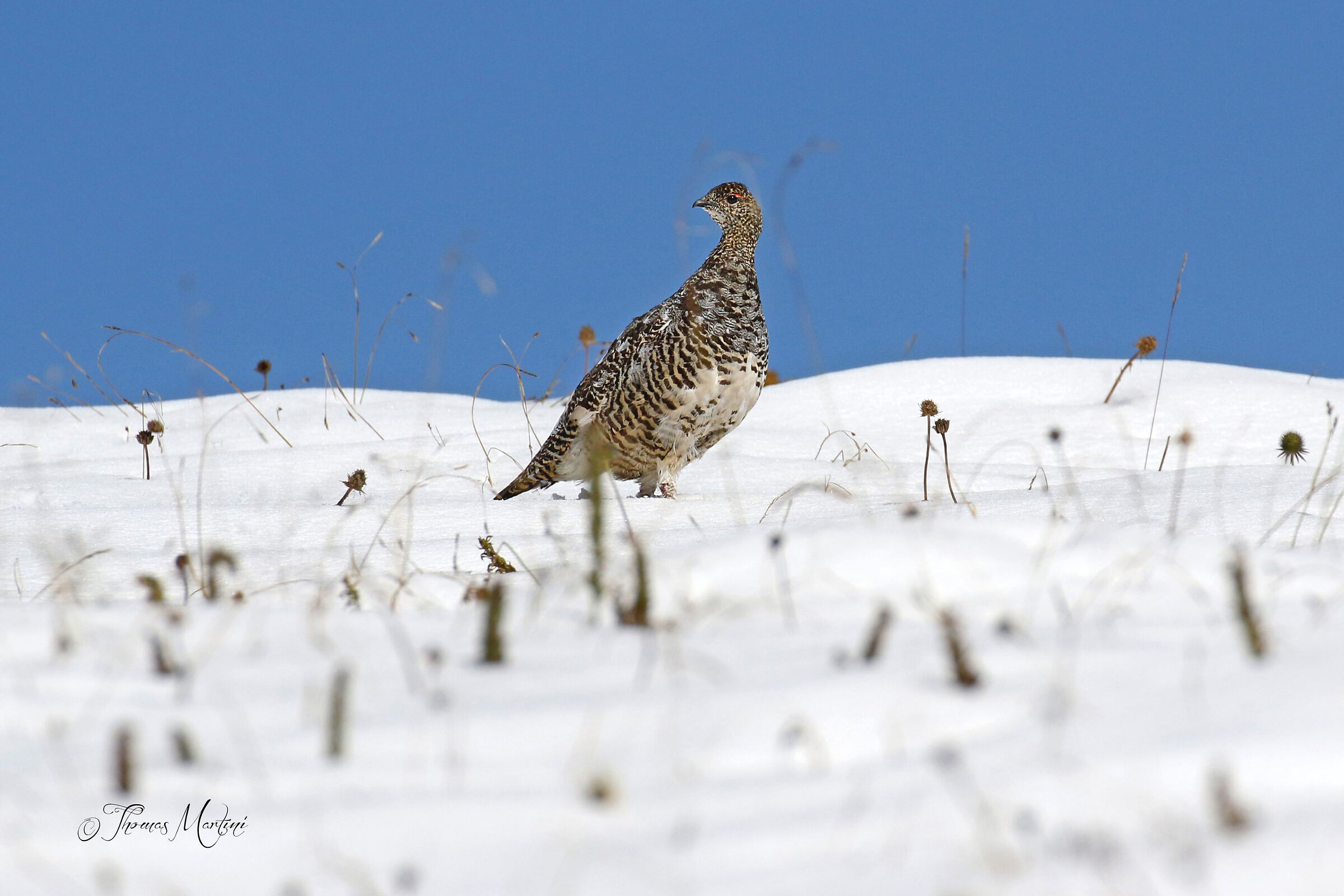Pernice bianca non bianca