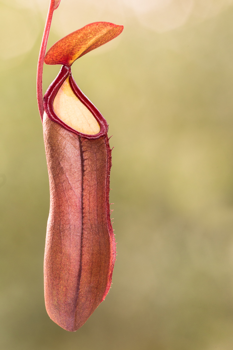 Ascidio di Nepenthes sanguinea (Pianta carnivora)