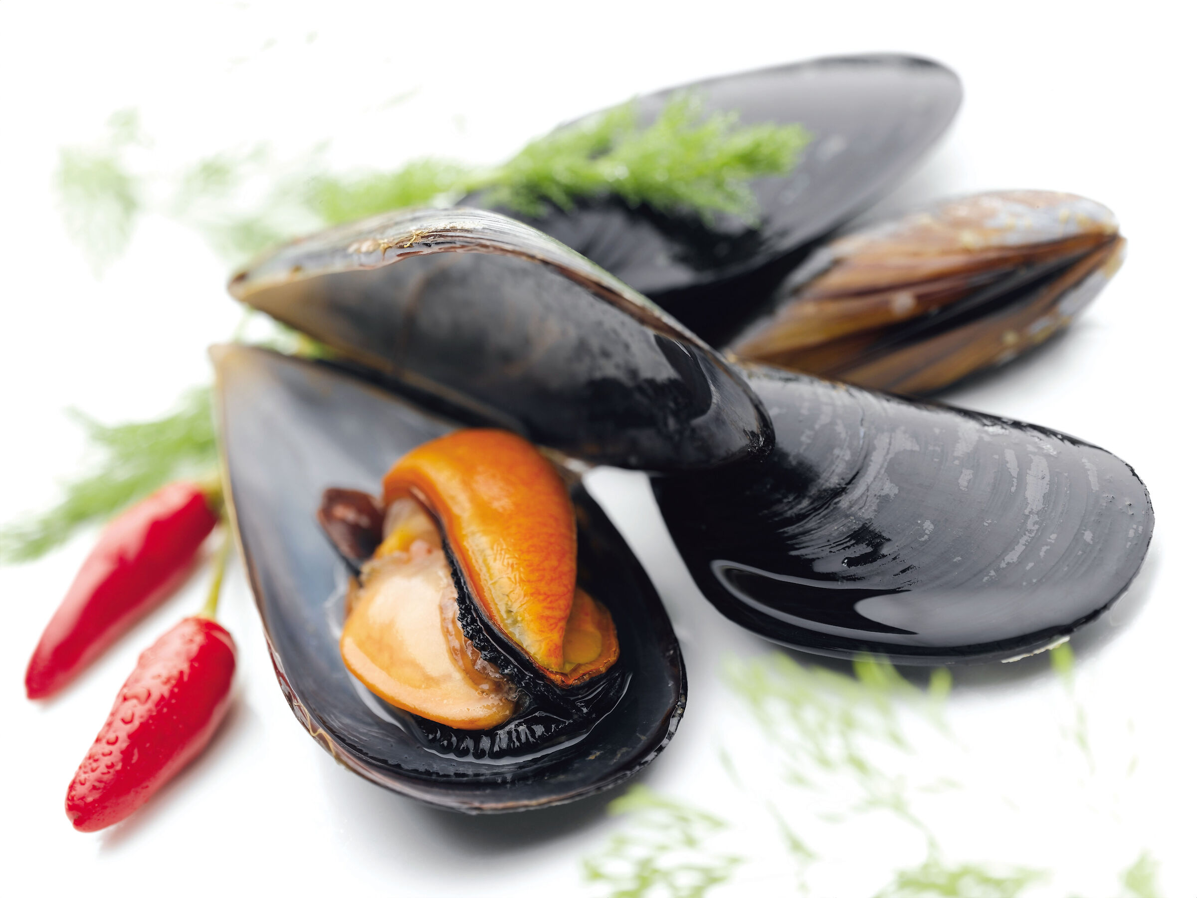 Mussels