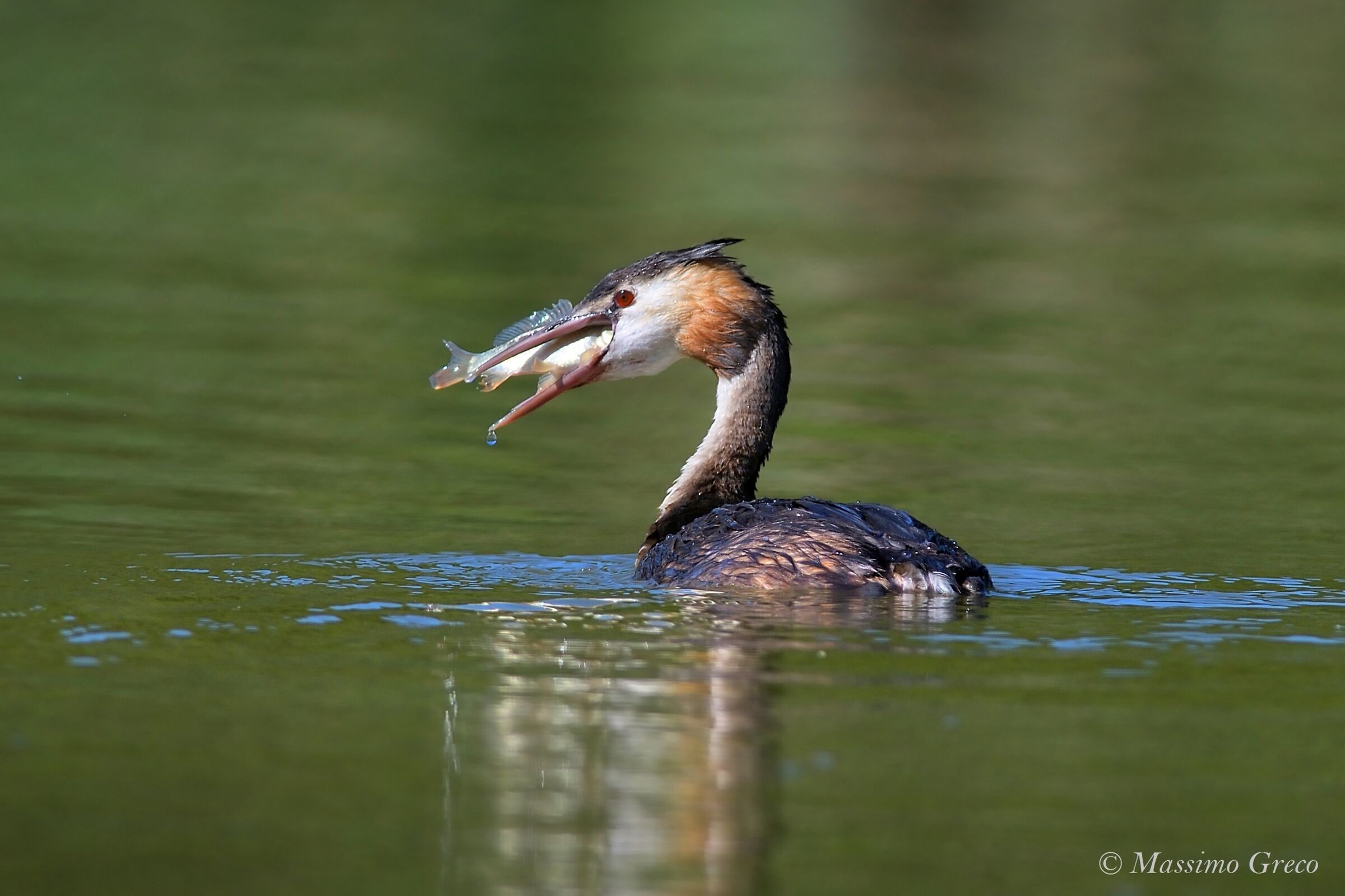 Major Vassal (Podiceps cristatus)