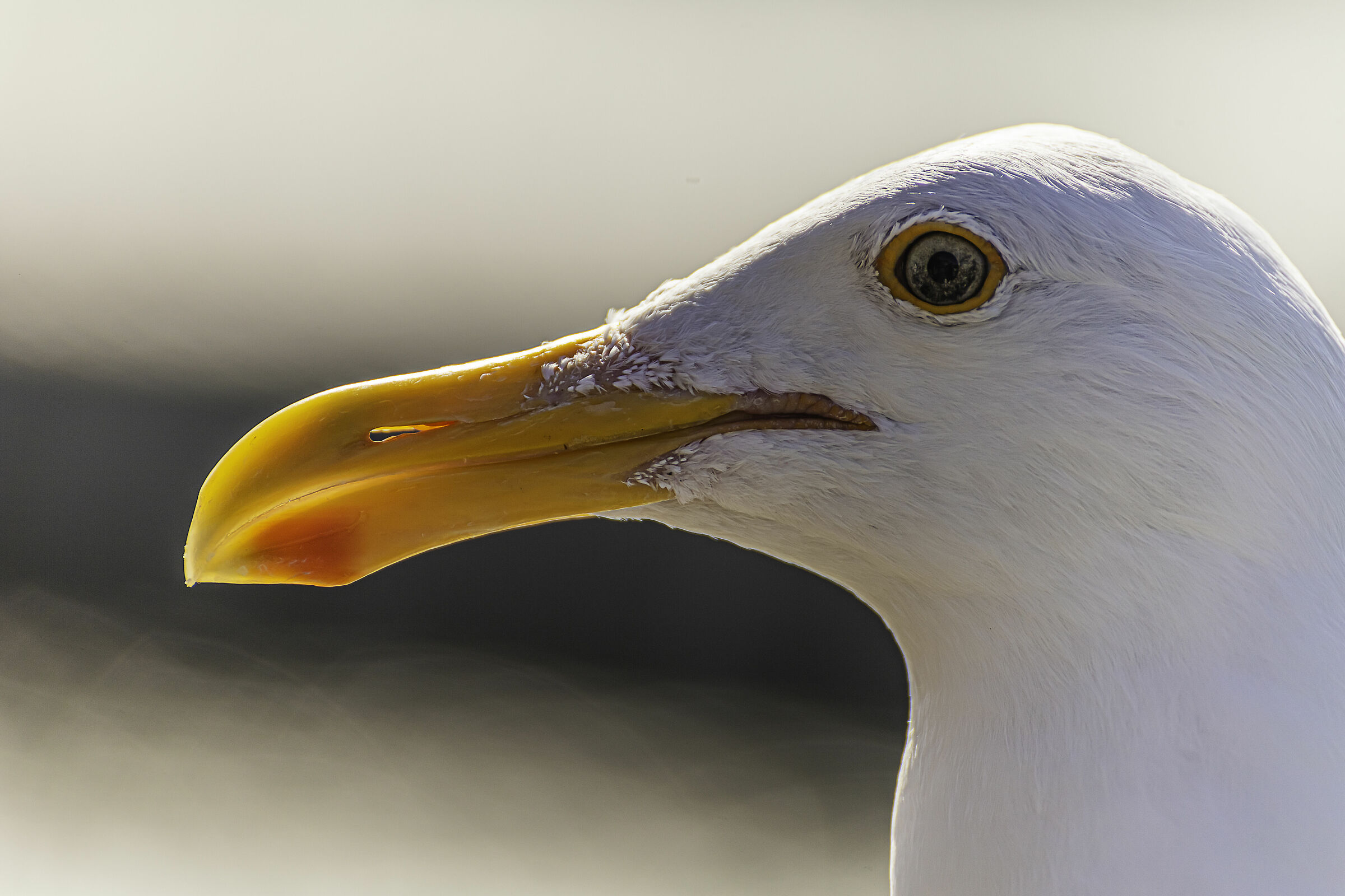 United States - Seagull