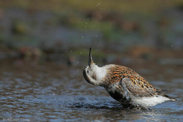 Calidris ptilocnemis