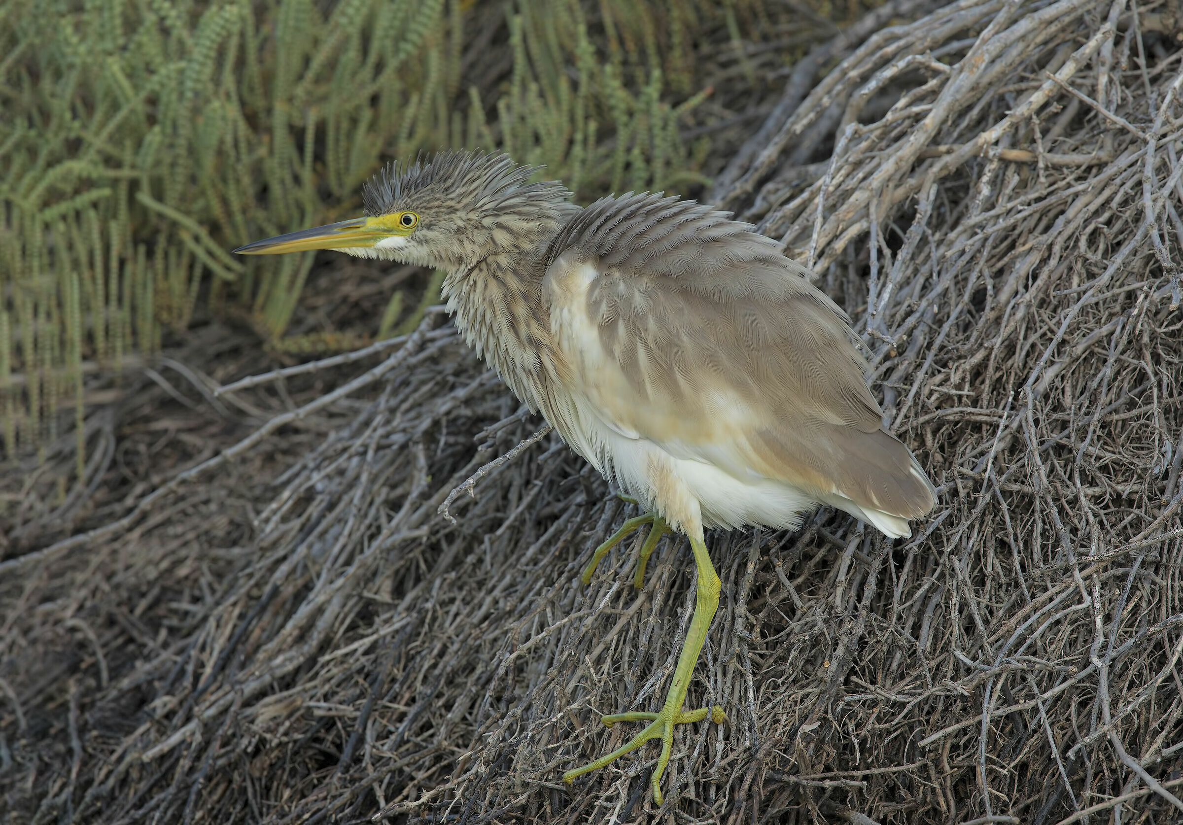 flamboyan glee (ardeola ralloides)