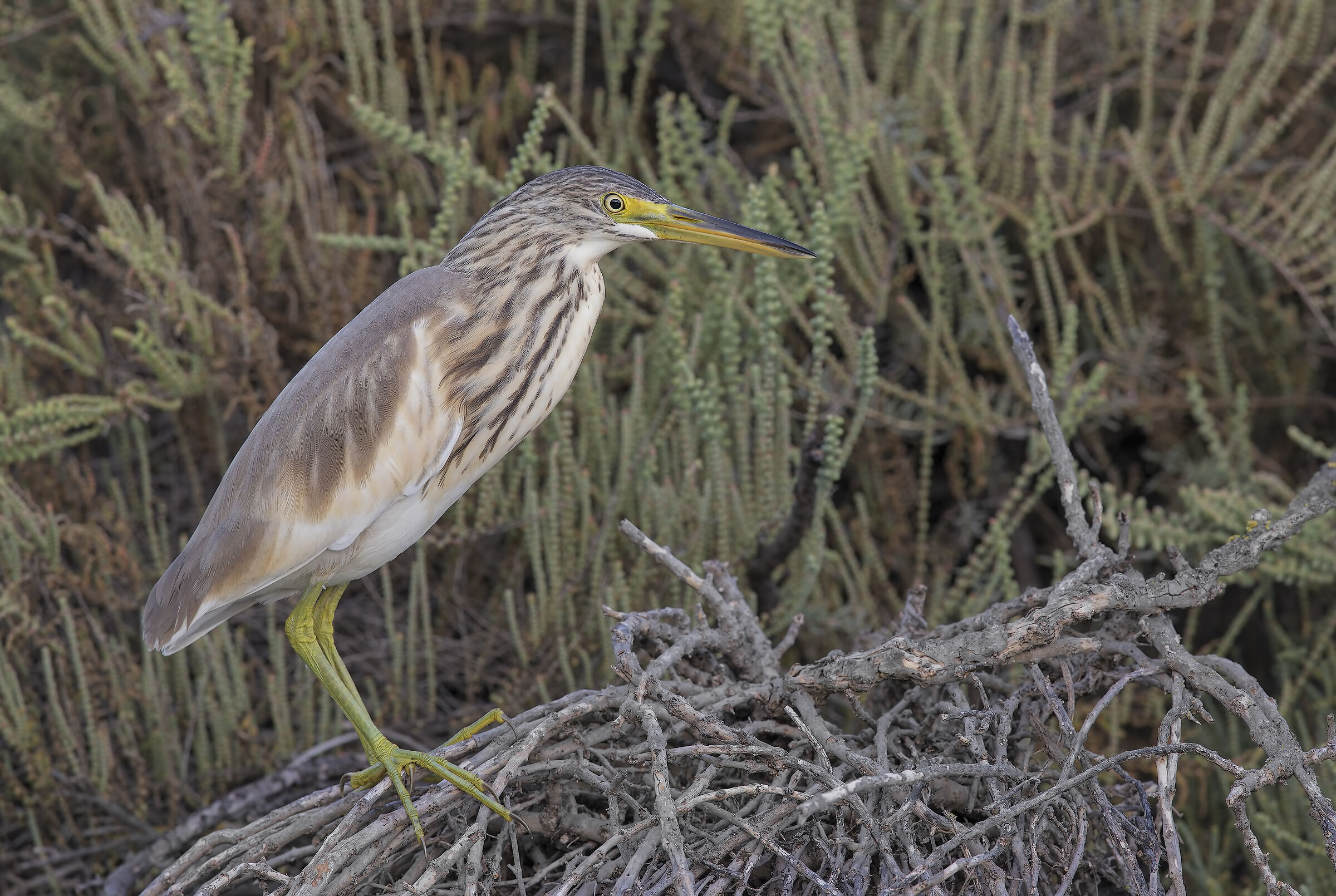 flamboyan glee (ardeola ralloides)