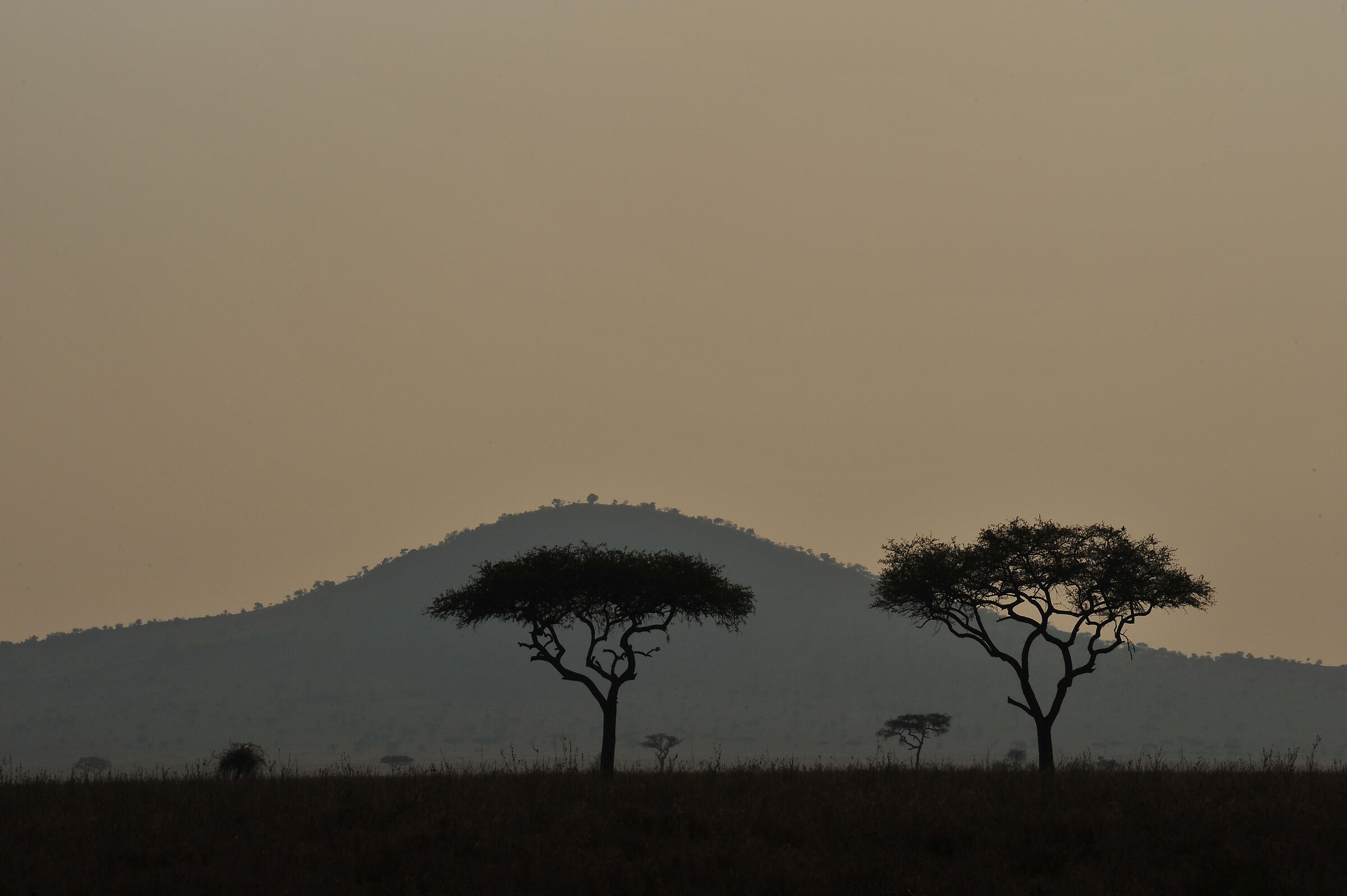 Serengeti landscape