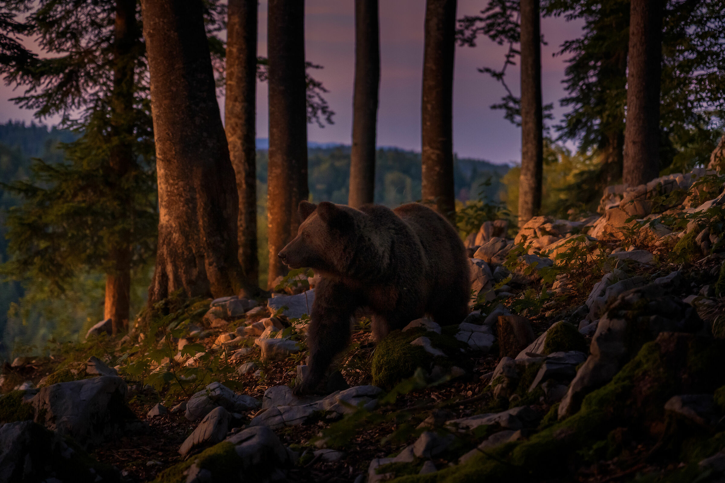 Brown bear at dusk