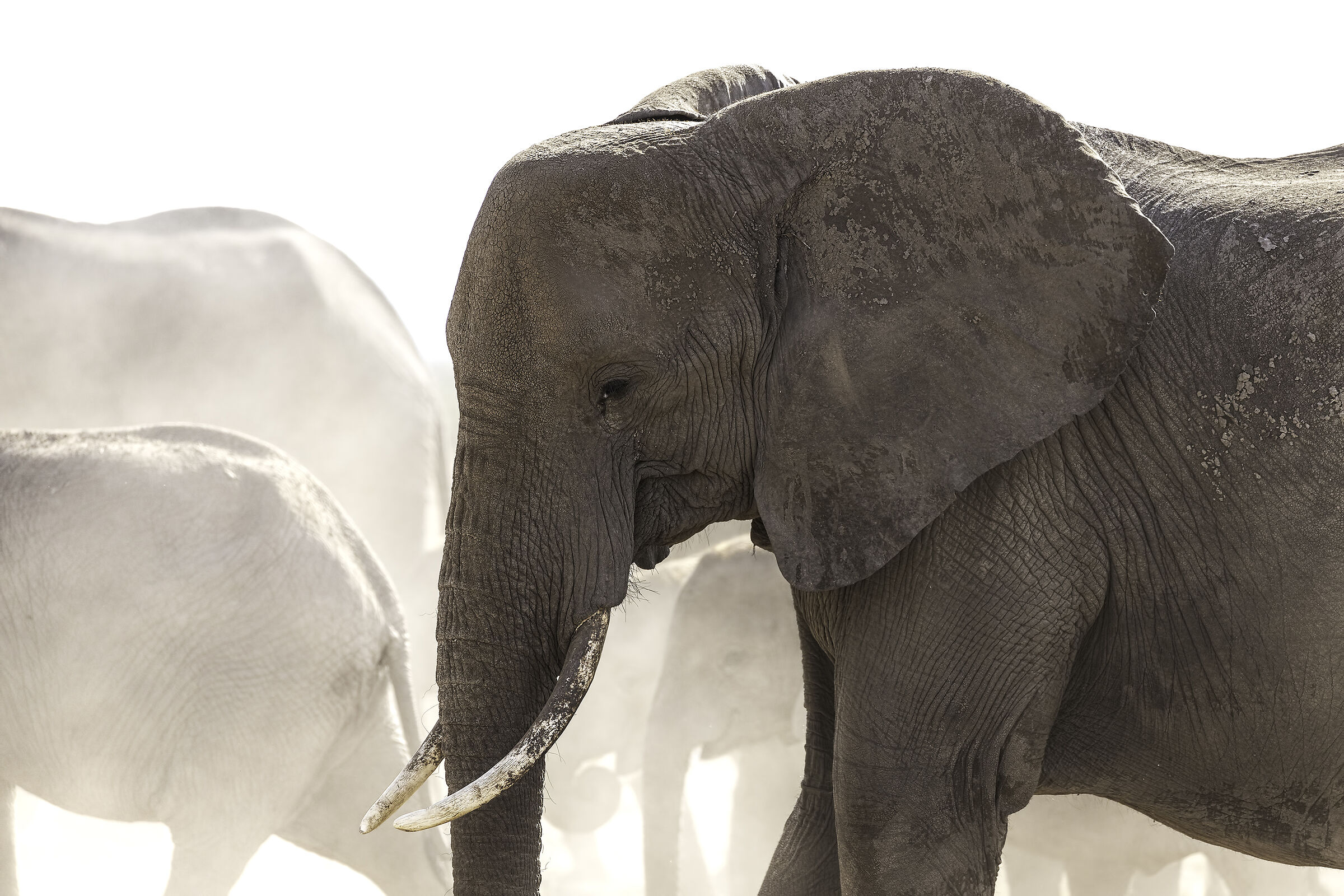 Advancing in the dust