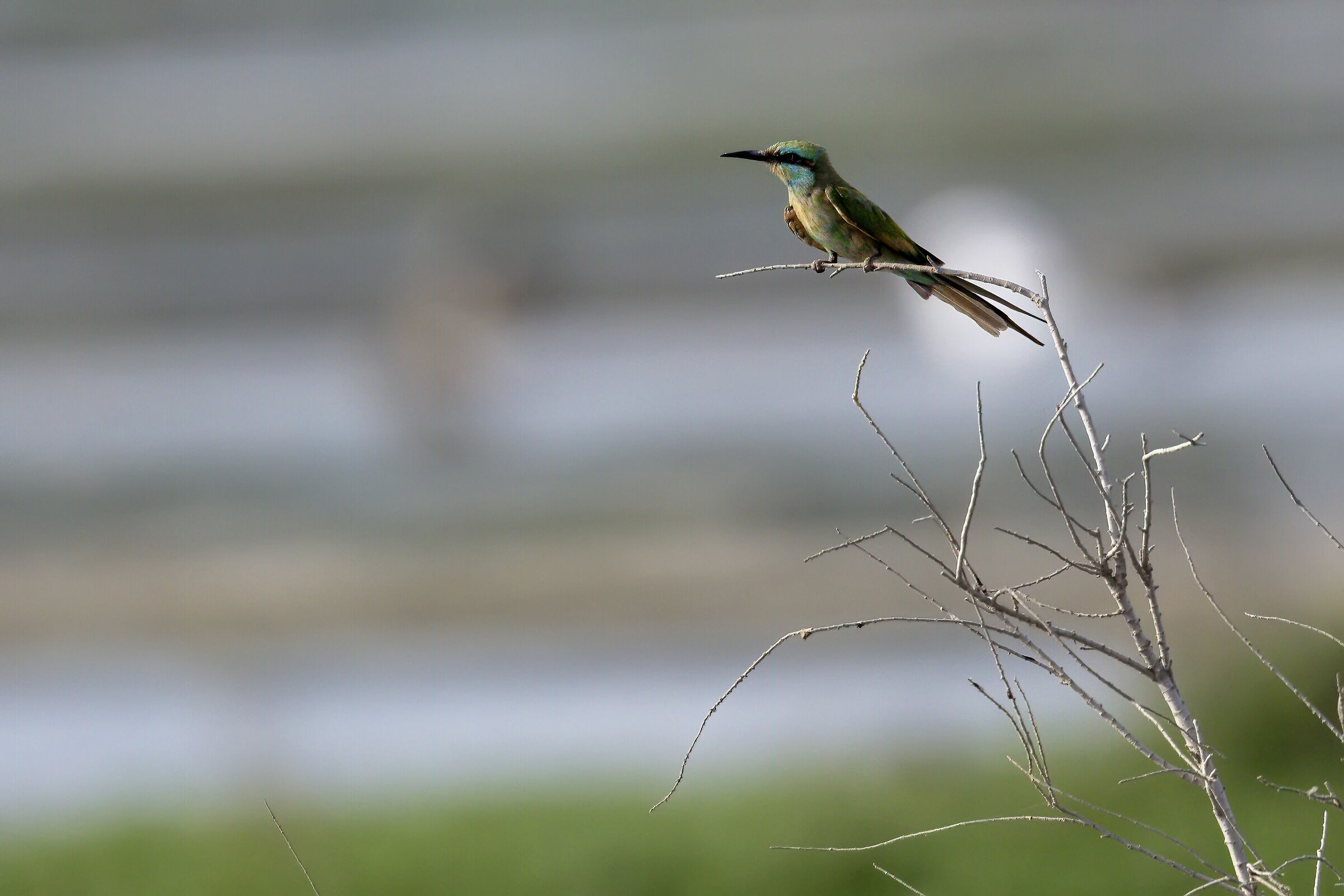 Bee eater