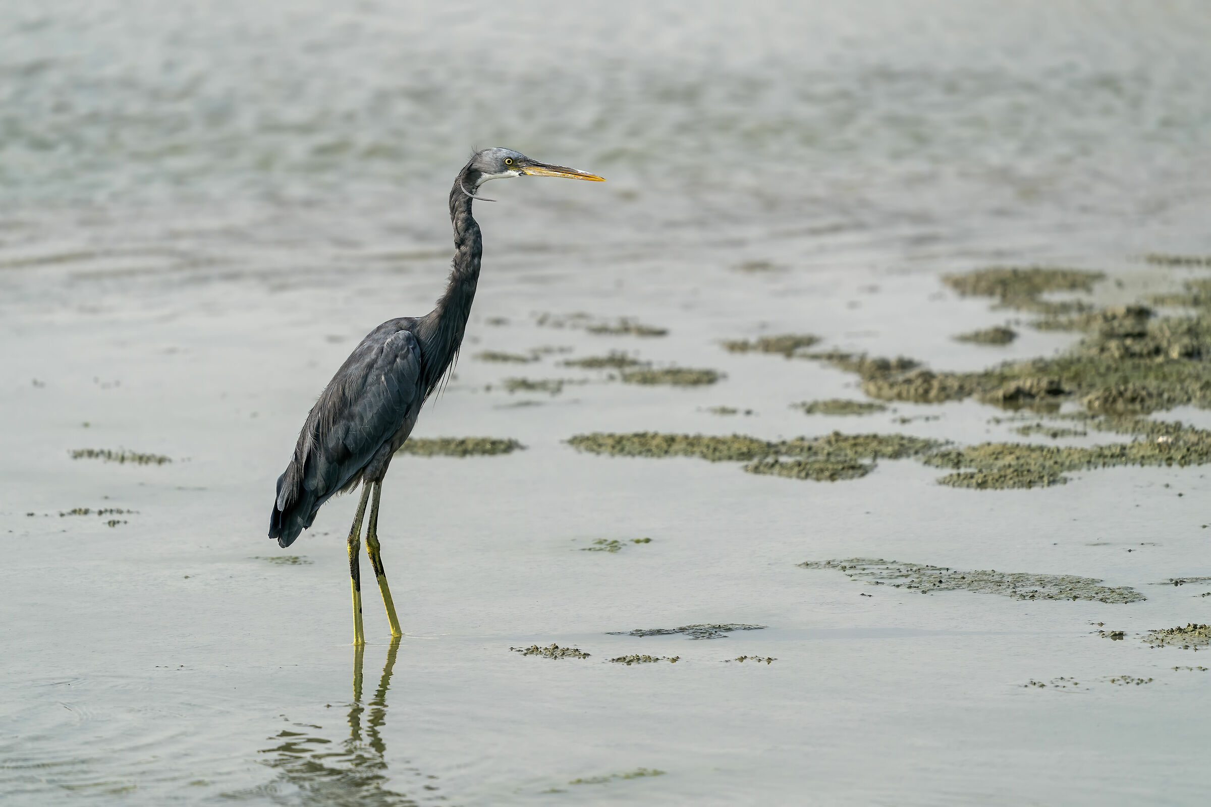 Airone schistaceo (egretta gularis) dark morph