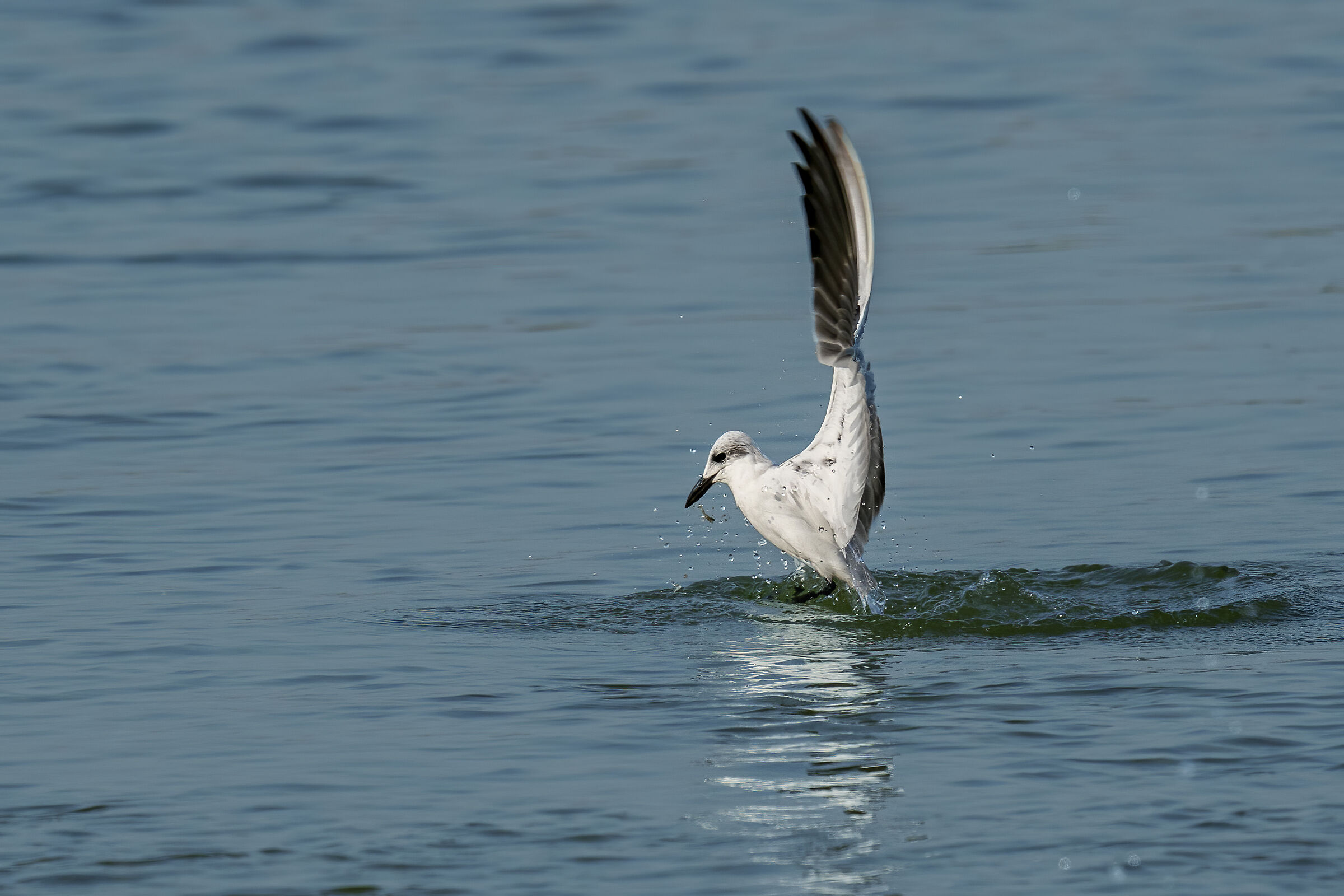 Sterna zampenere (Gelochelidon nilotica, Gmelin 1789