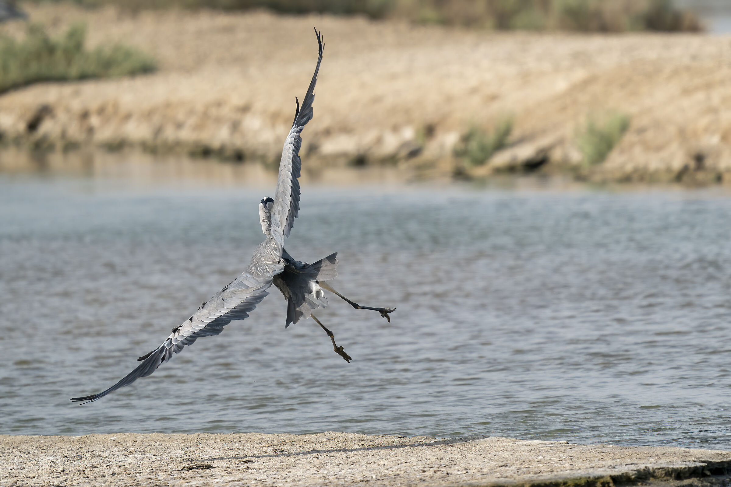 Un atterraggio difficile per il cenerino