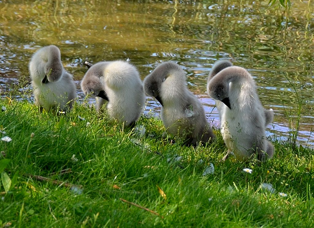 e ora..tutti in  pennichella