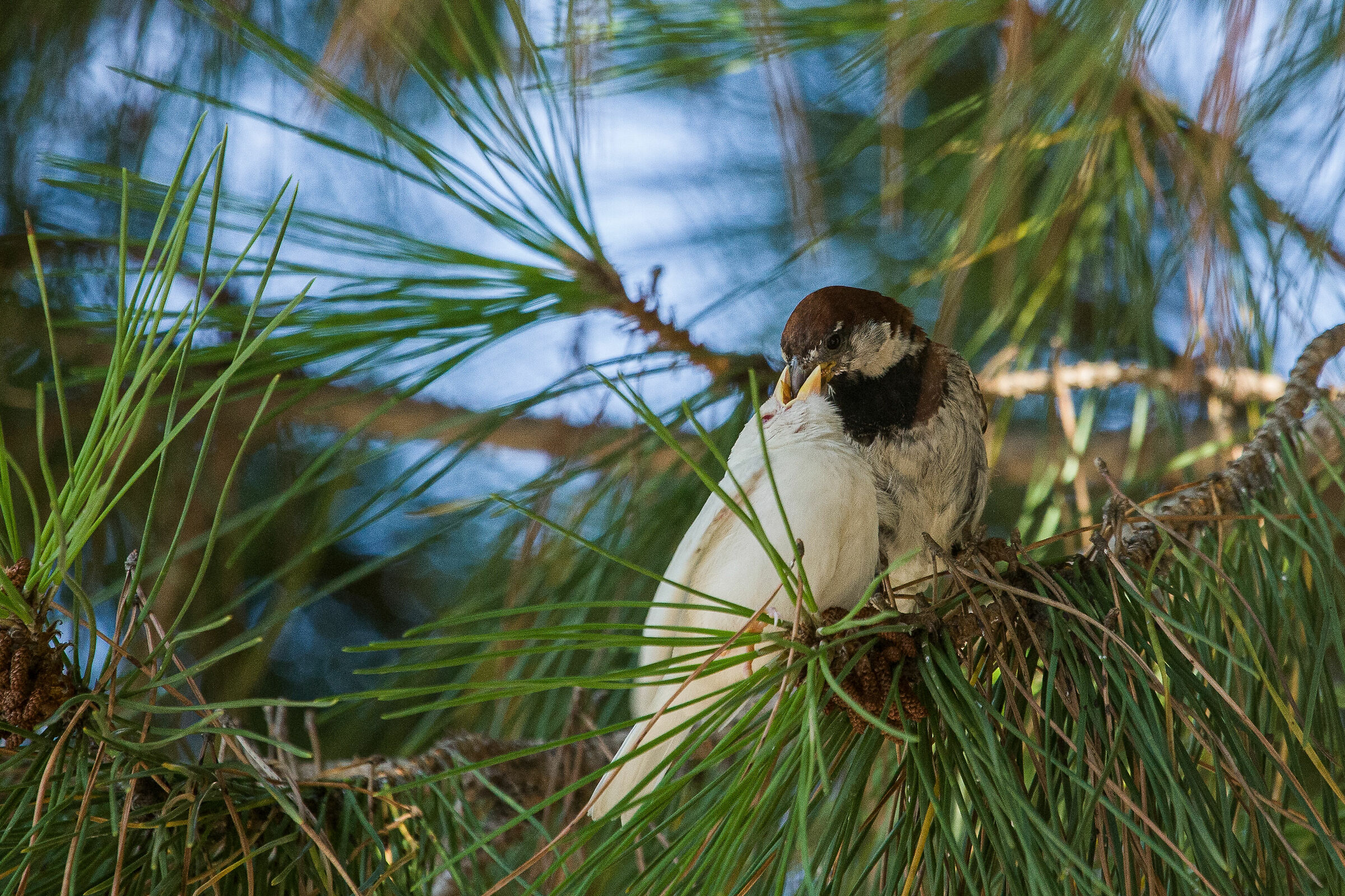 Albino sparrow